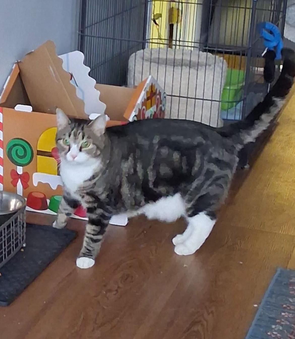 Enlarge Edvard, a Adoptable Domestic Short Hair in Warminster, PA image 6/6