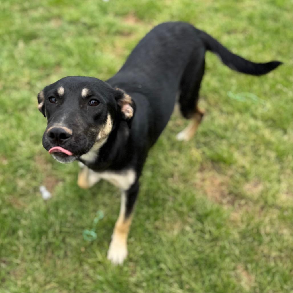 Enlarge Margot, a Adoptable mixed breed in Brownsboro, AL image 1/2