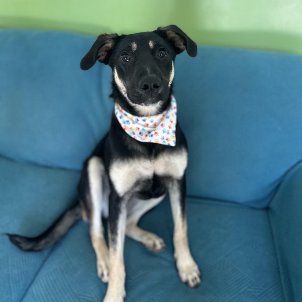 Enlarge Margot, a Adoptable mixed breed in Brownsboro, AL image 2/2