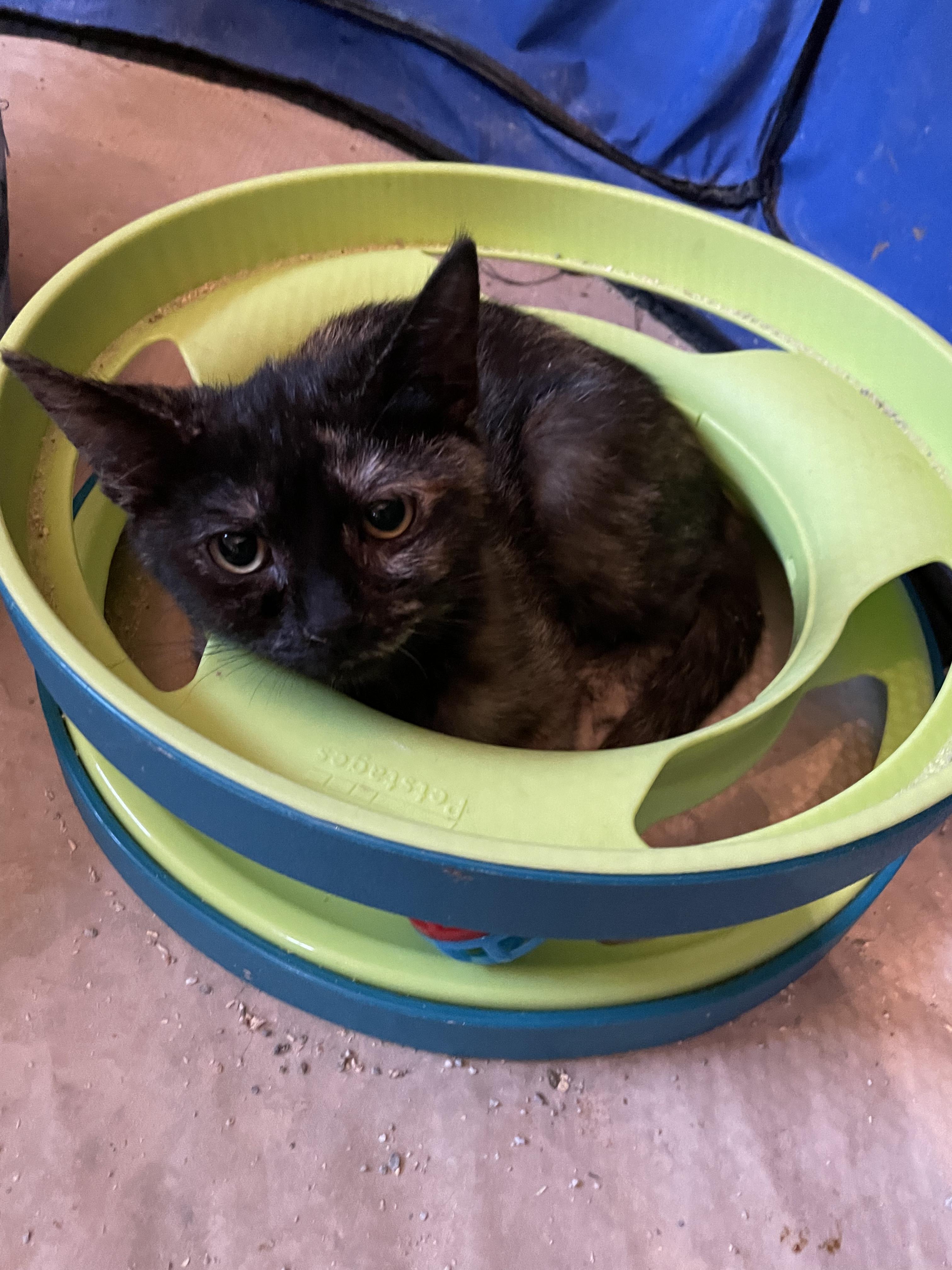 Enlarge Laverne, a Adoptable Domestic Short Hair in North Haledon, NJ image 1/4