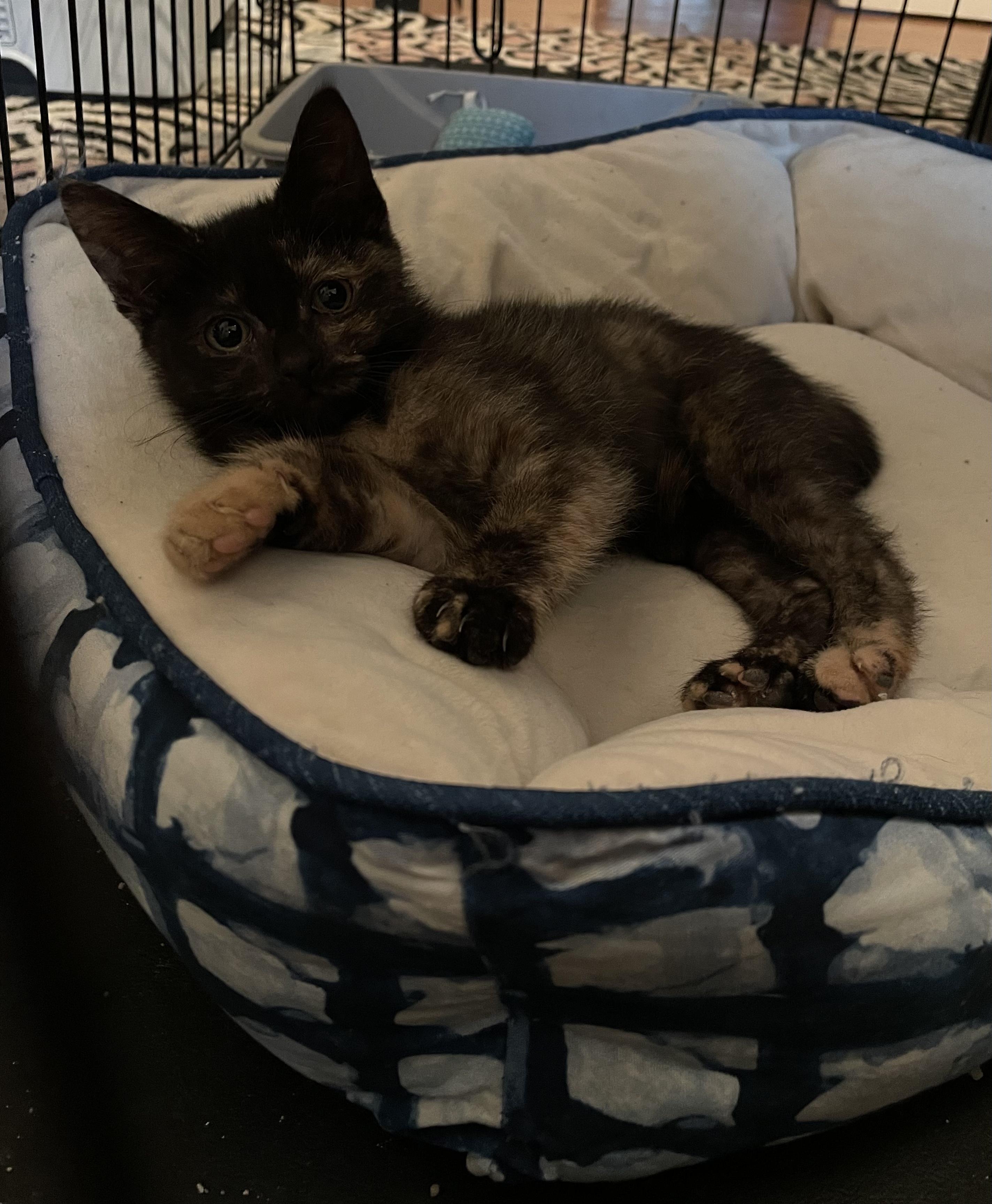 Enlarge Laverne, a Adoptable Domestic Short Hair in North Haledon, NJ image 2/4