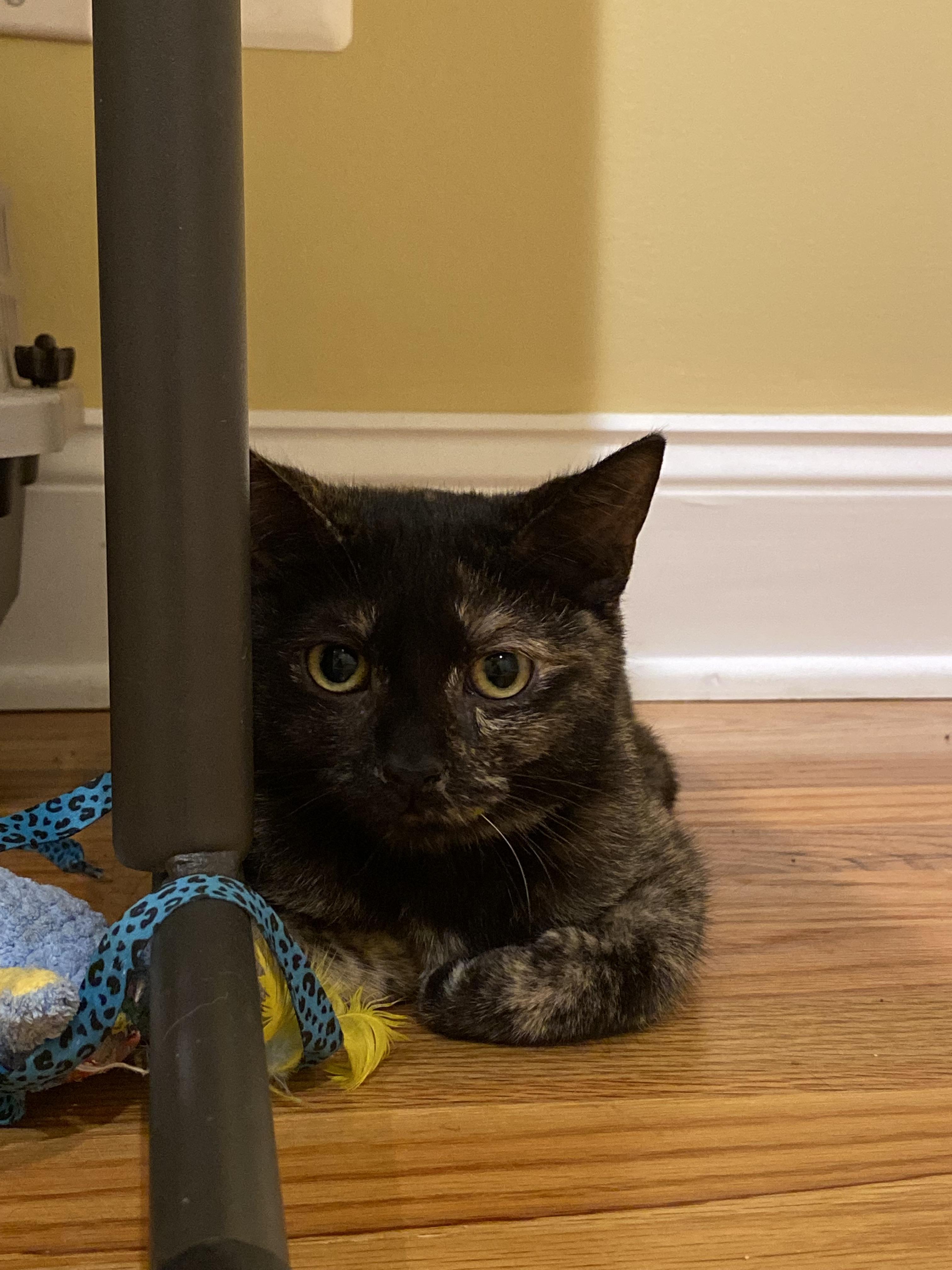 Enlarge Laverne, a Adoptable Domestic Short Hair in North Haledon, NJ image 3/4