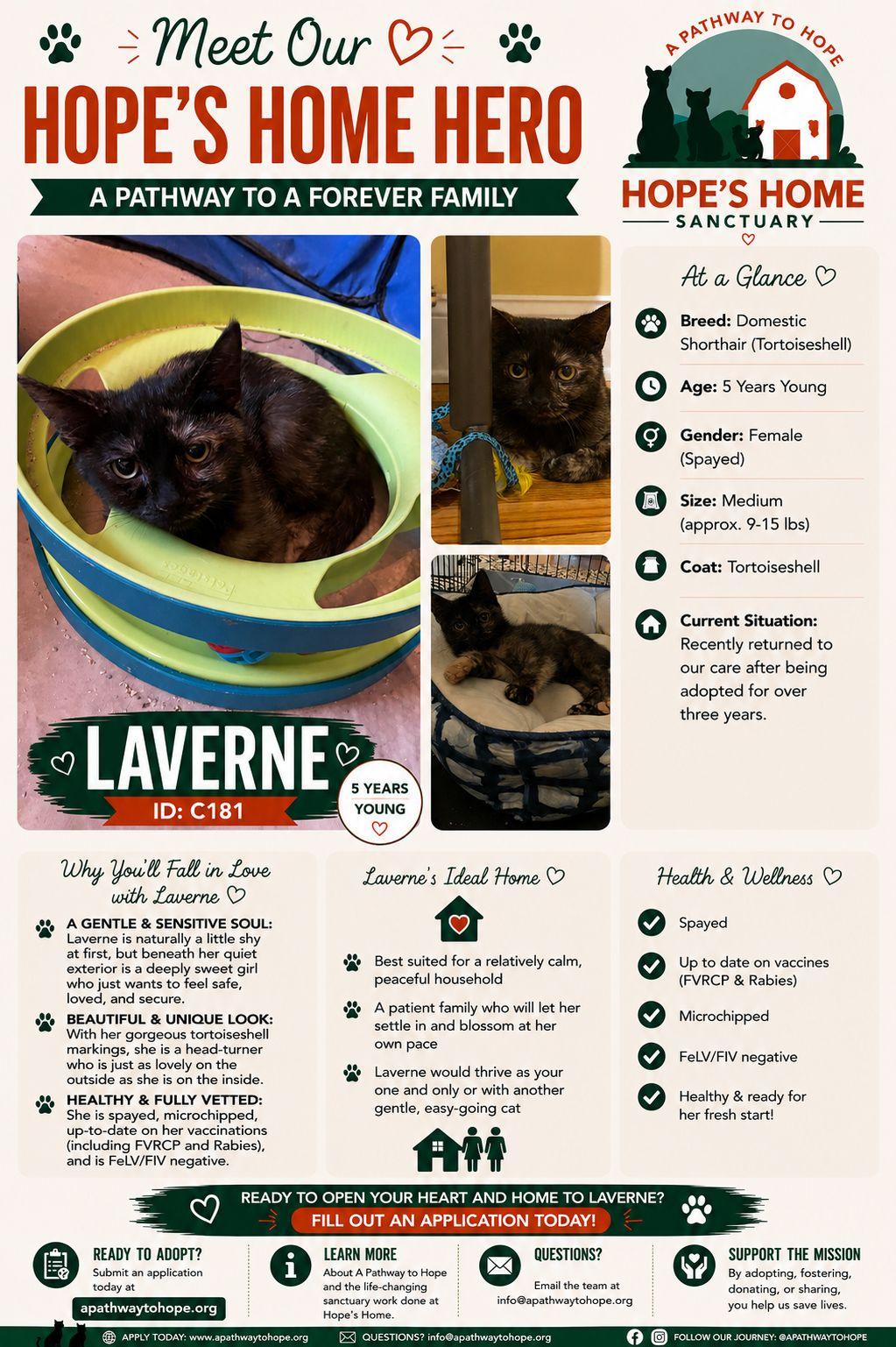 Enlarge Laverne, a Adoptable Domestic Short Hair in North Haledon, NJ image 4/4