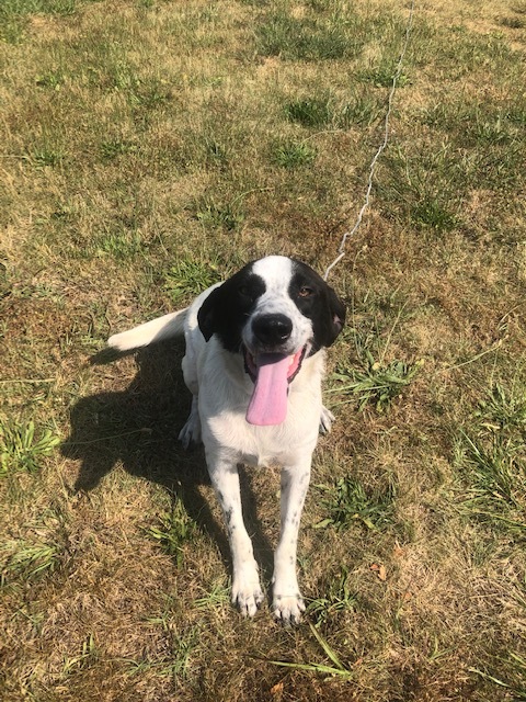 Enlarge ARLO!, a Adoptable mixed breed in Owensboro, KY image 1/12