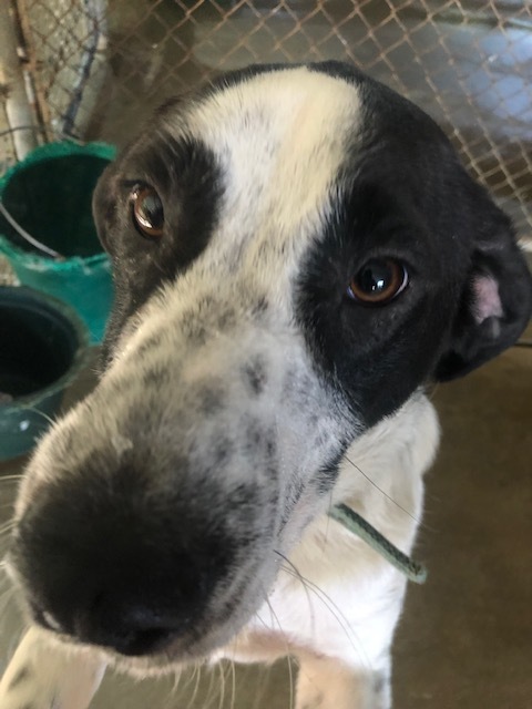 Enlarge ARLO!, a Adoptable mixed breed in Owensboro, KY image 2/12