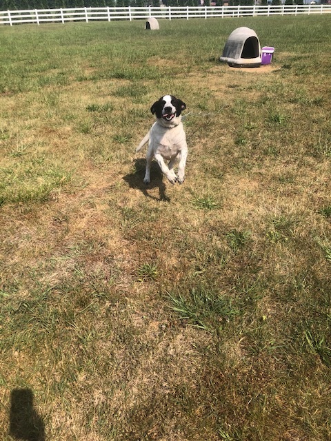 ARLO! — thumbnail 4