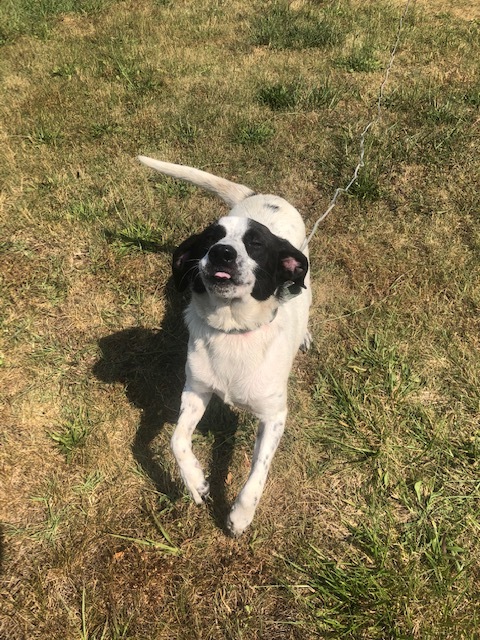 Enlarge ARLO!, a Adoptable mixed breed in Owensboro, KY image 5/12