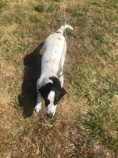 Enlarge ARLO!, a Adoptable mixed breed in Owensboro, KY image 6/12