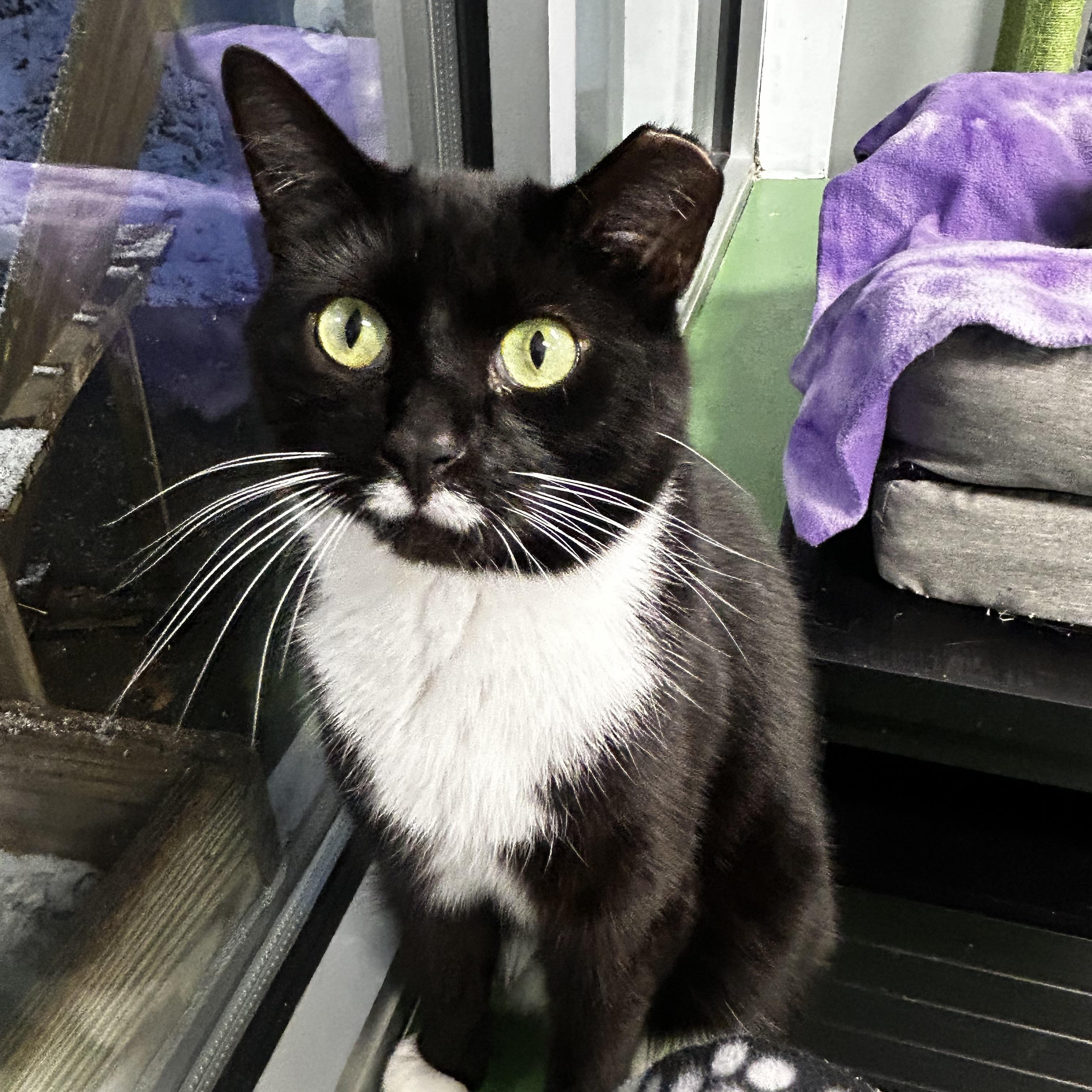 Freckles, a Adoptable Domestic Short Hair in Grand Rapids, MI image 3/6