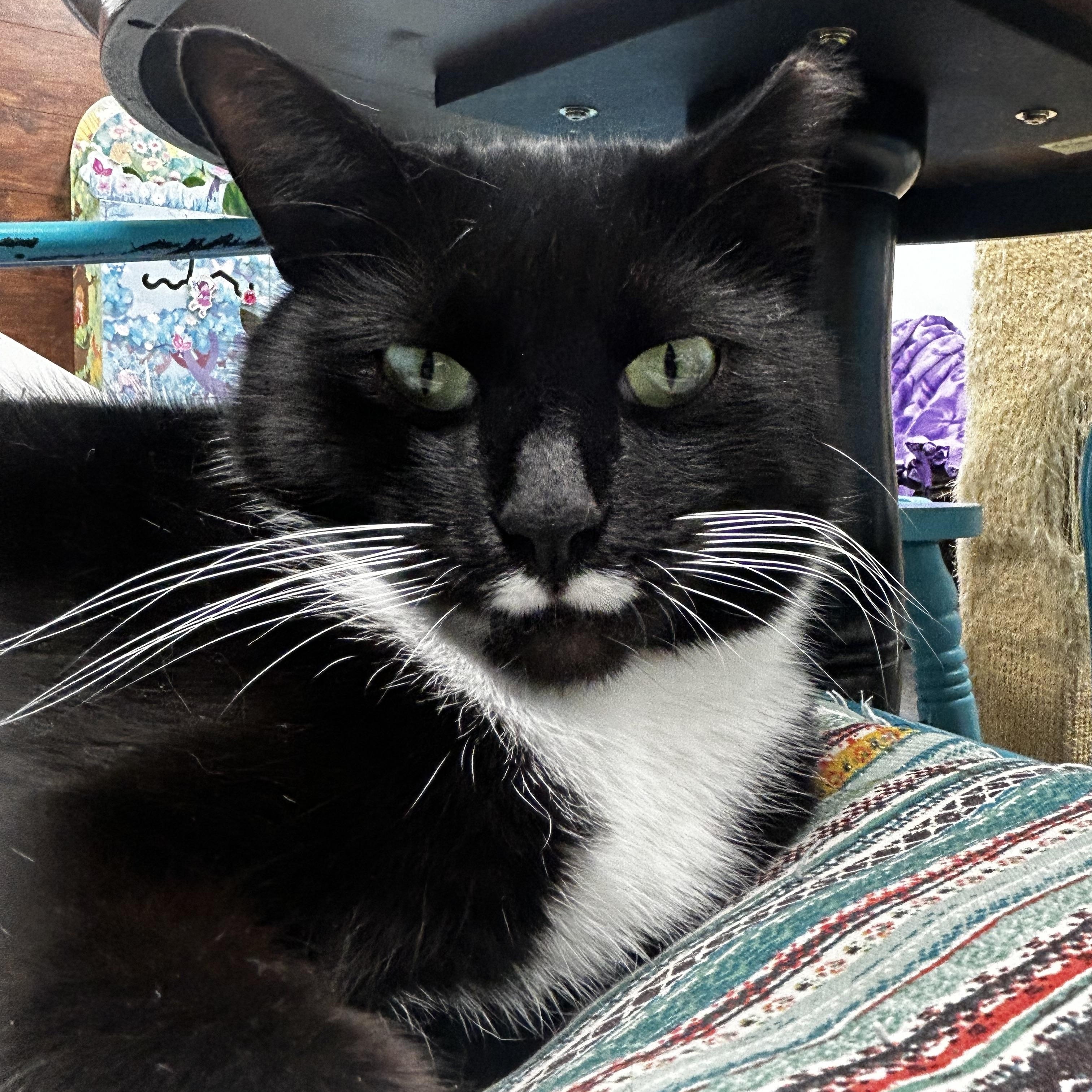 Freckles, a Adoptable Domestic Short Hair in Grand Rapids, MI image 1/6