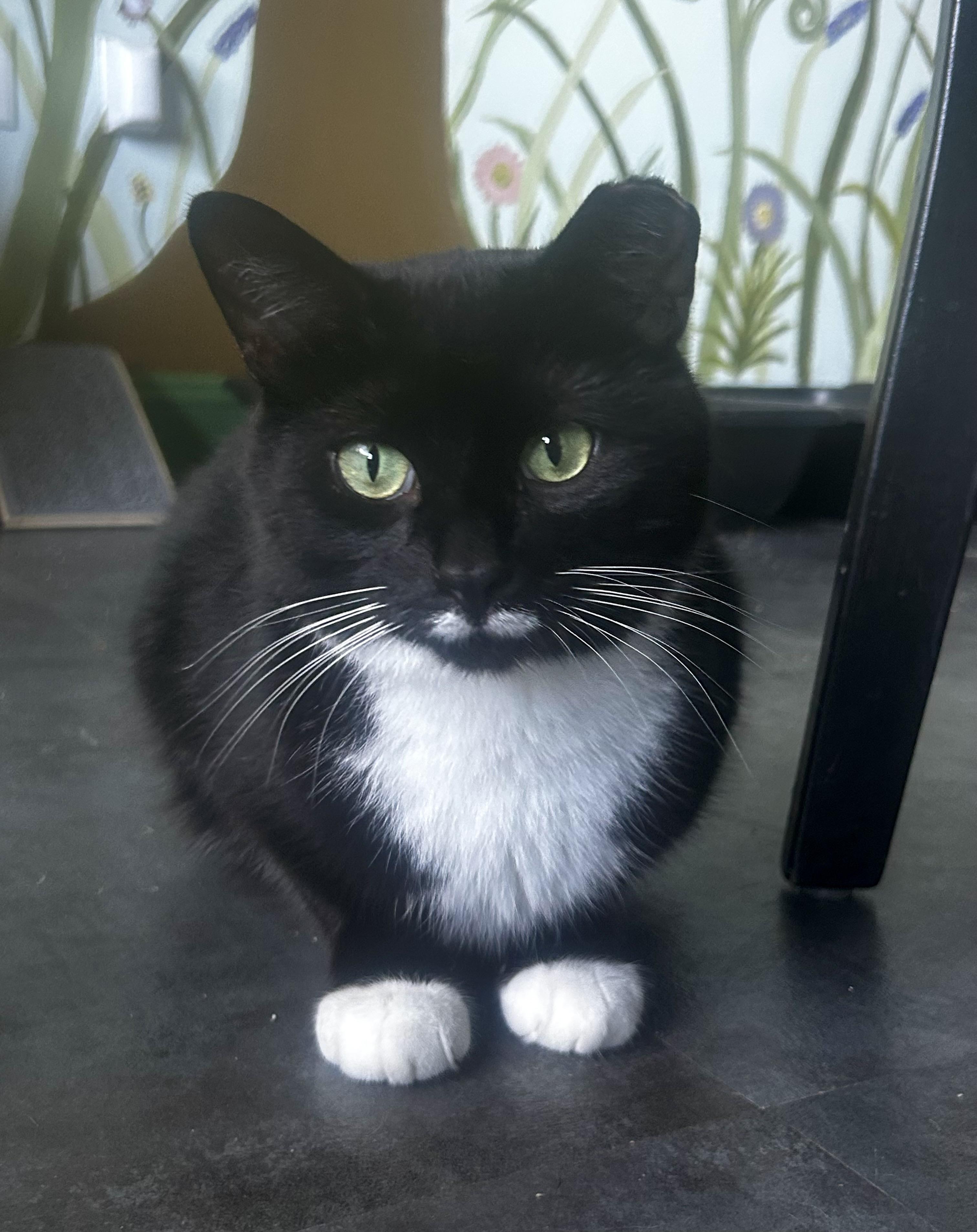 Freckles, a Adoptable Domestic Short Hair in Grand Rapids, MI image 4/6