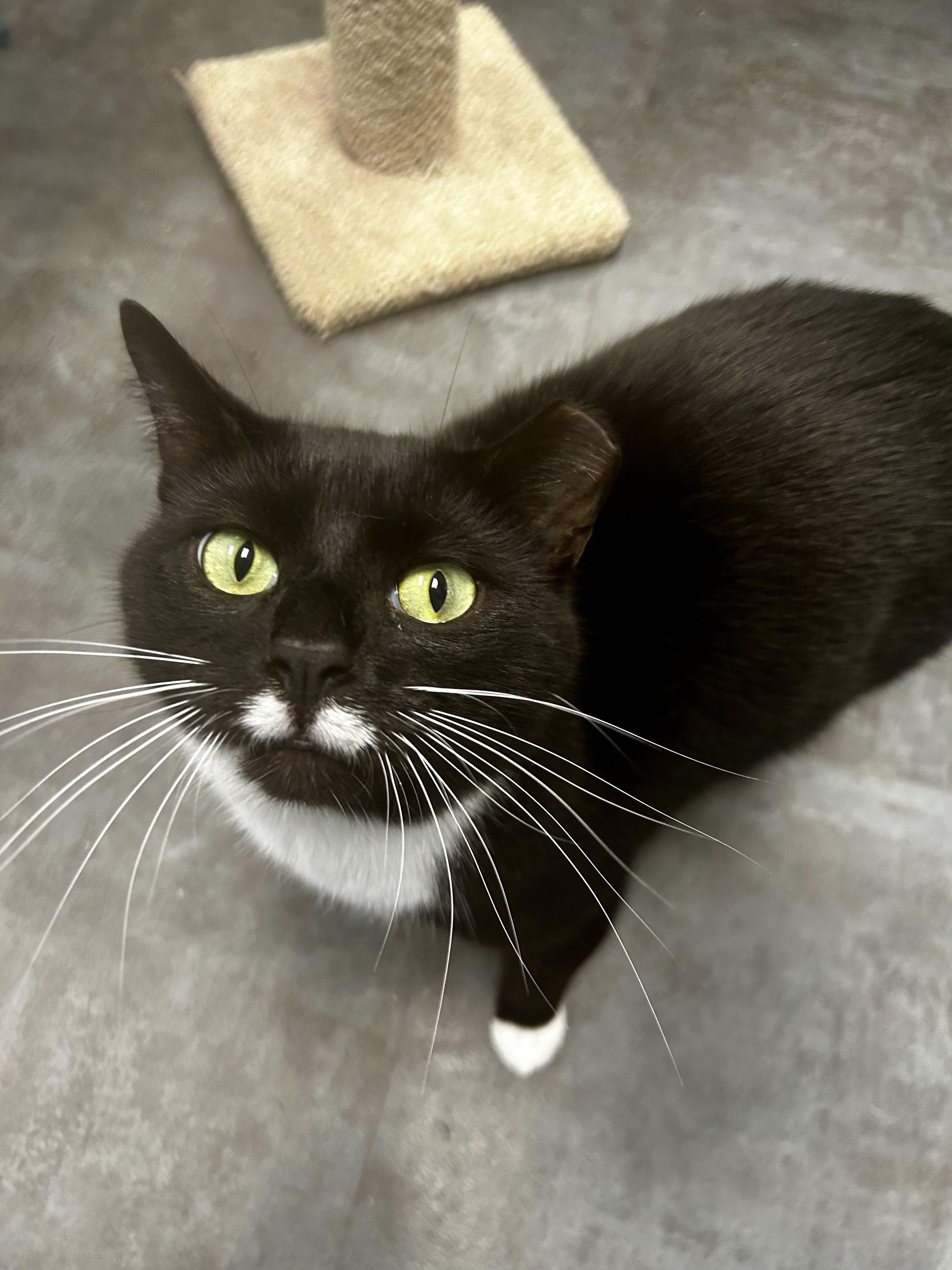 Freckles, Adoptable, Young Male Domestic Short Hair.