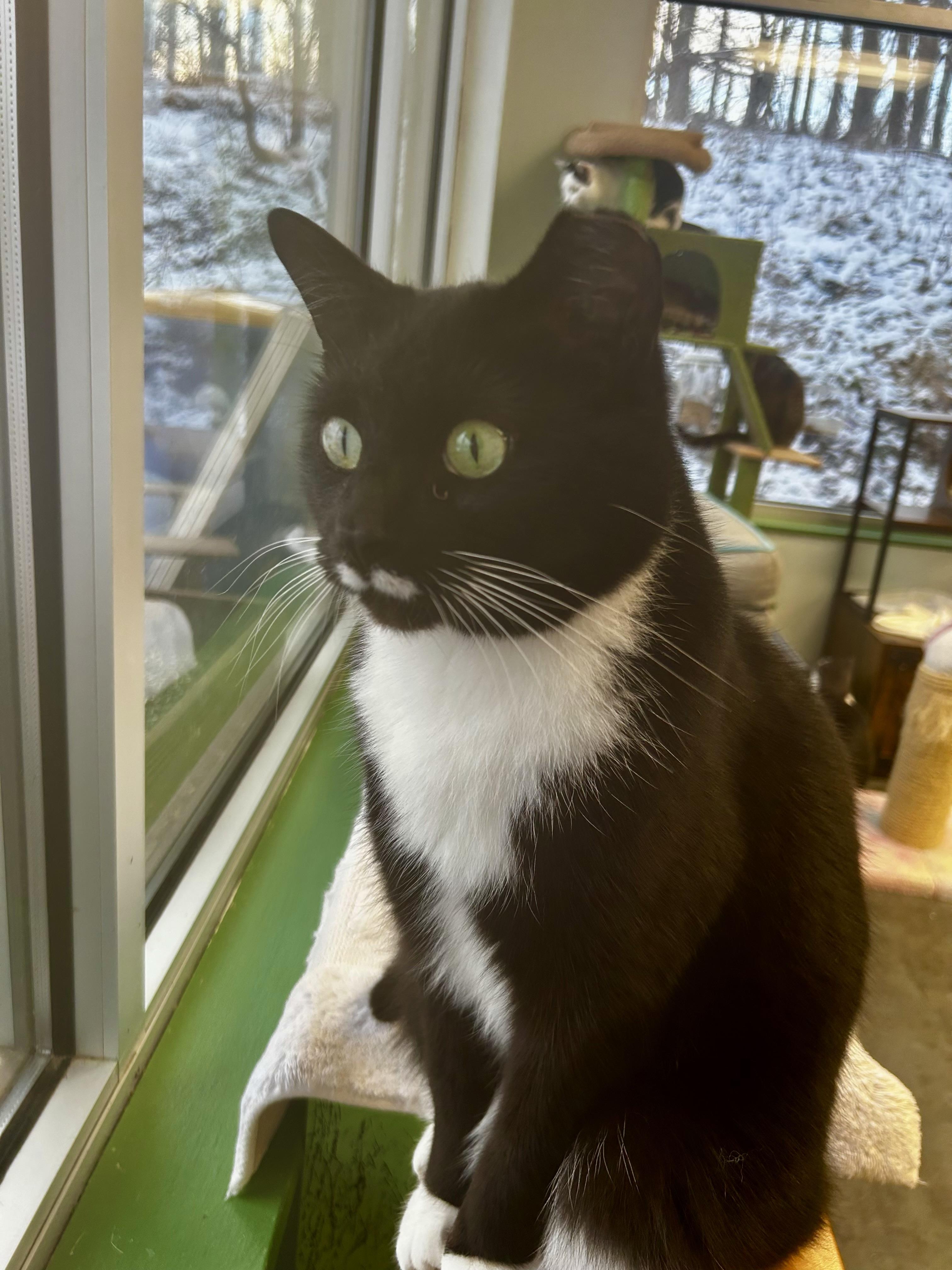 Enlarge Freckles - ADOPTION PENDING!, an adopted Domestic Short Hair in Grand Rapids, MI image 5/6