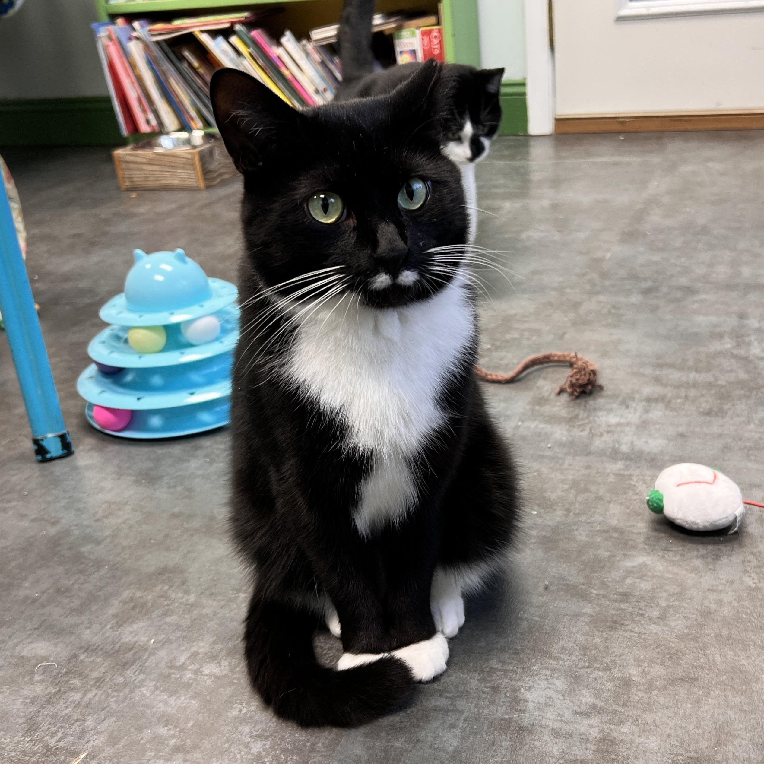 Freckles, Adoptable, Young Male Domestic Short Hair.