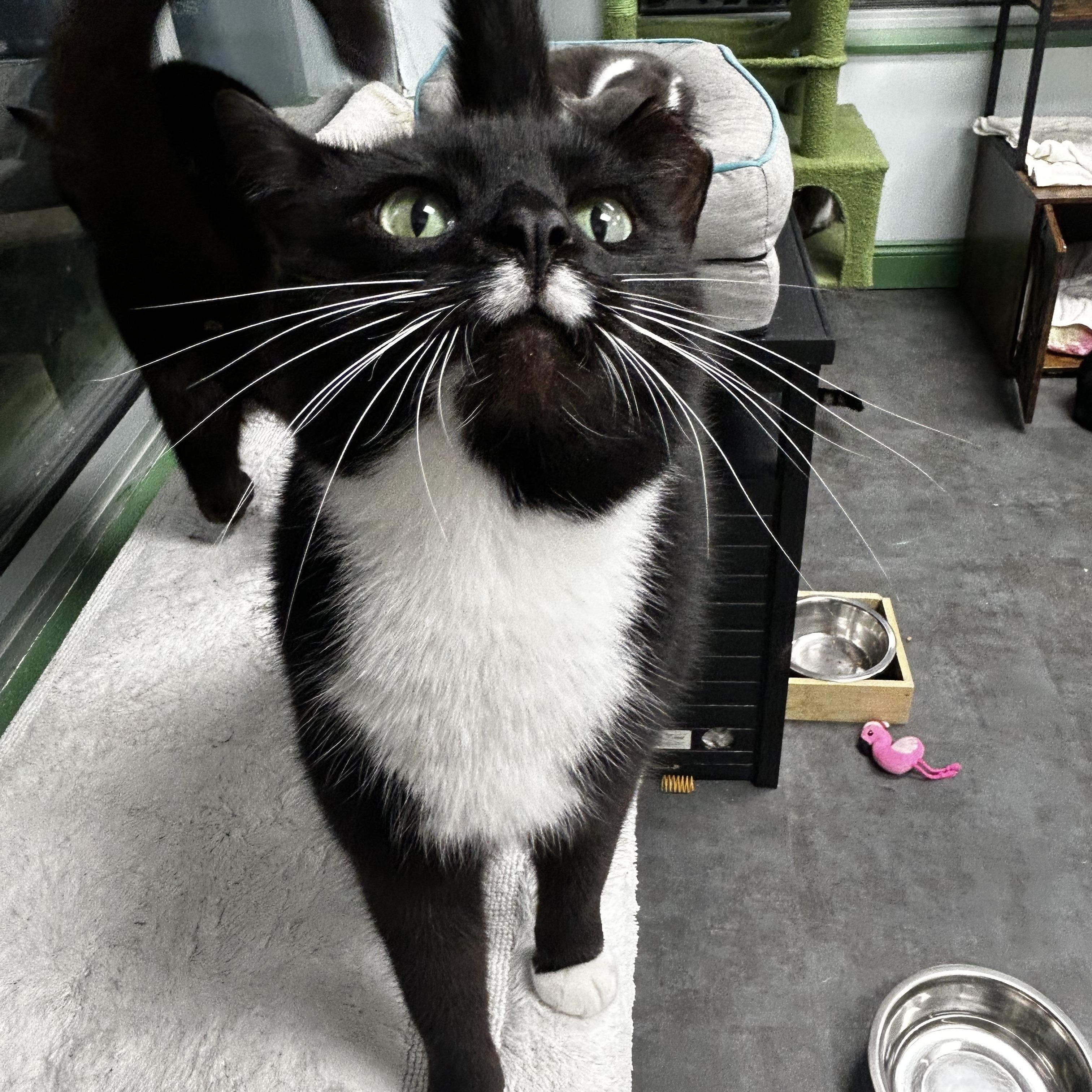 Enlarge Freckles - ADOPTION PENDING!, an adopted Domestic Short Hair in Grand Rapids, MI image 6/6