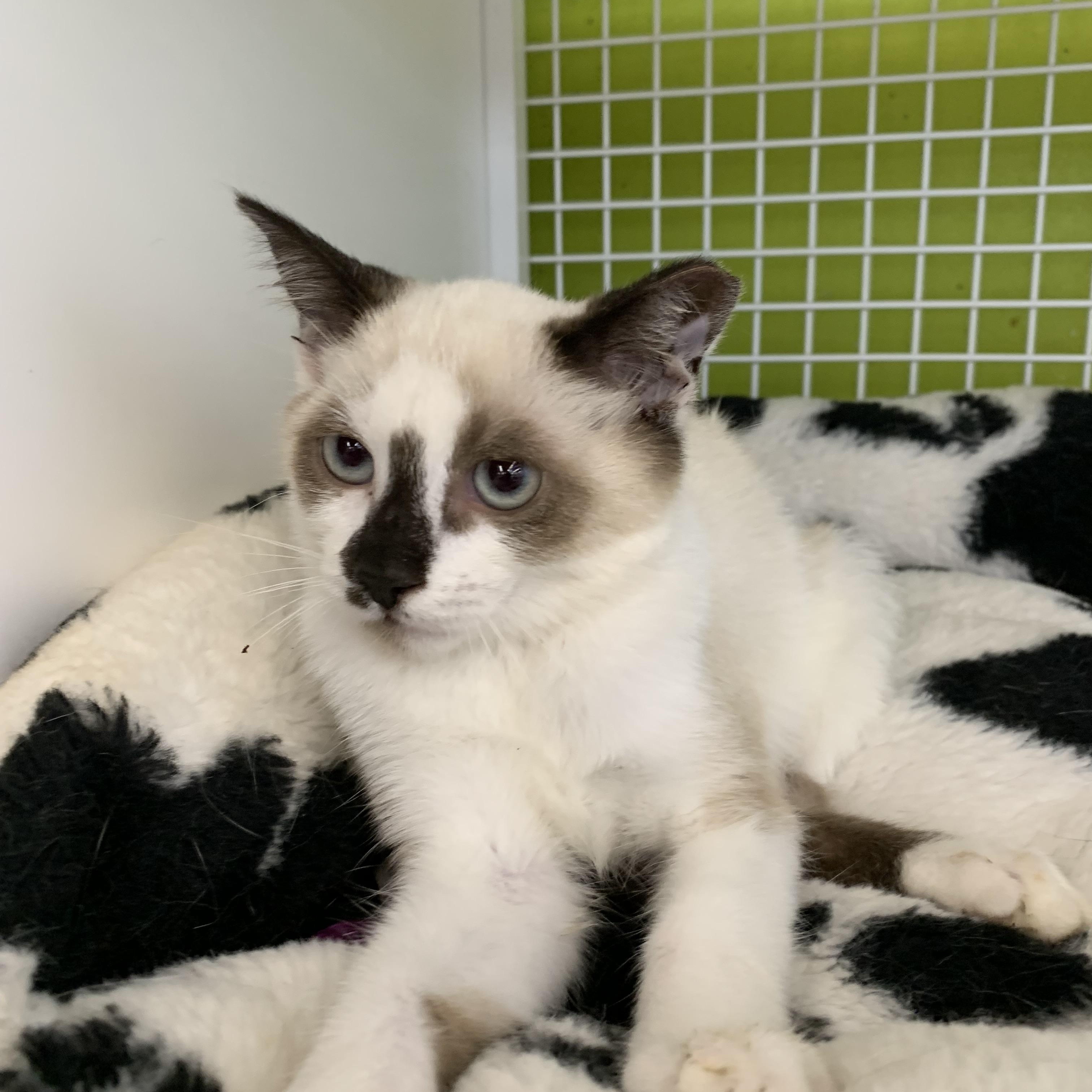 Enlarge Calypso, an adopted mixed breed in Shelby Township, MI image 1/5