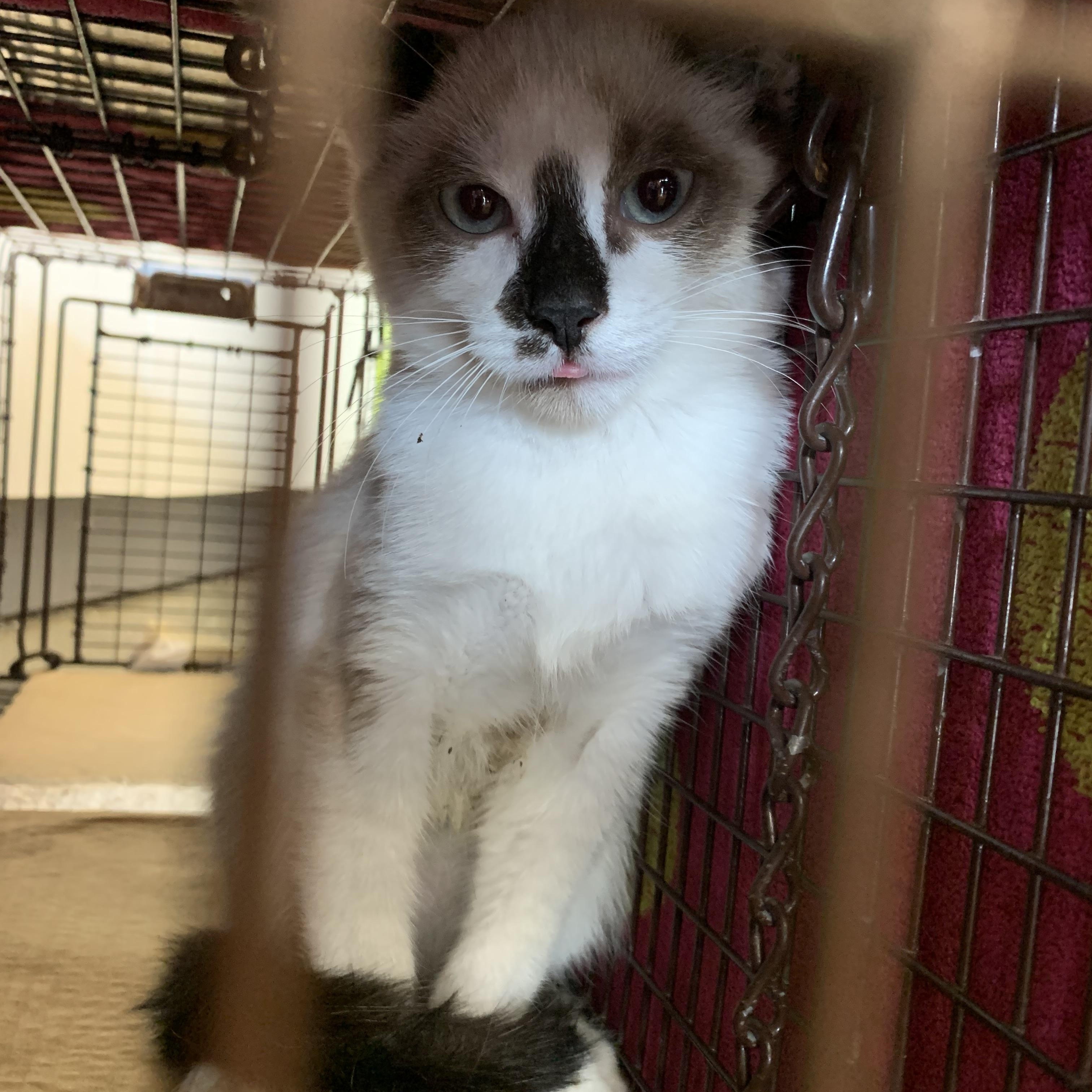 Enlarge Calypso, an adopted mixed breed in Shelby Township, MI image 2/5