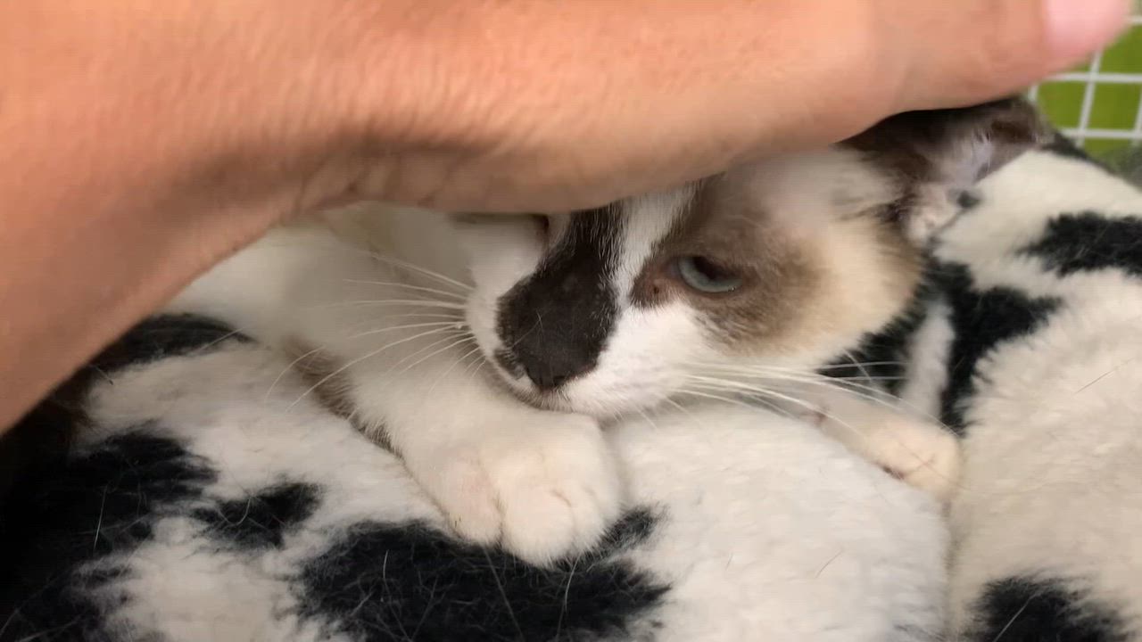 Enlarge Calypso, an adopted mixed breed in Shelby Township, MI video 4/5