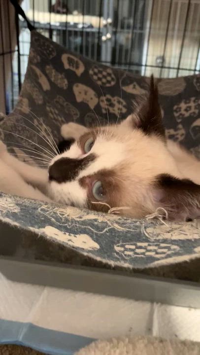 Enlarge Calypso, an adopted mixed breed in Shelby Township, MI video 3/5
