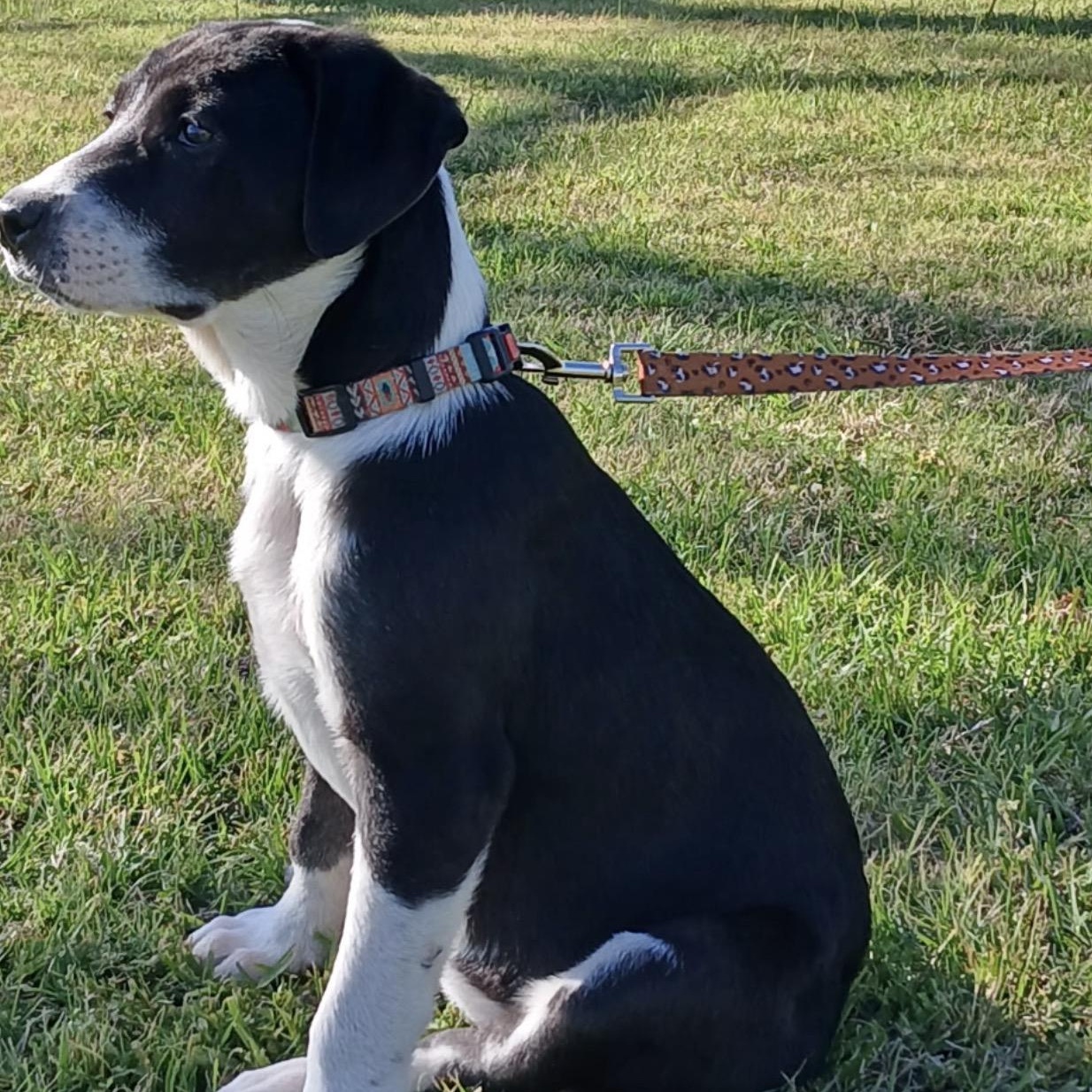 Enlarge Sadie, an adopted mixed breed in Tomball, TX image 5/5