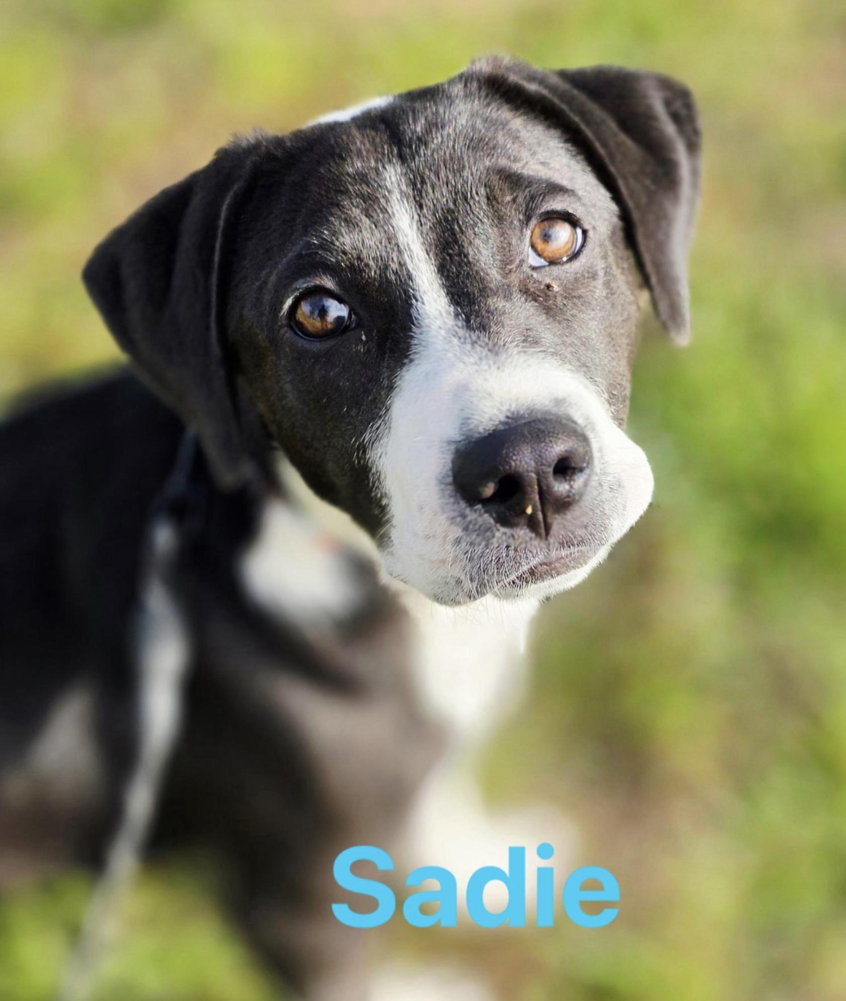 Enlarge Sadie, an adopted mixed breed in Tomball, TX image 1/5