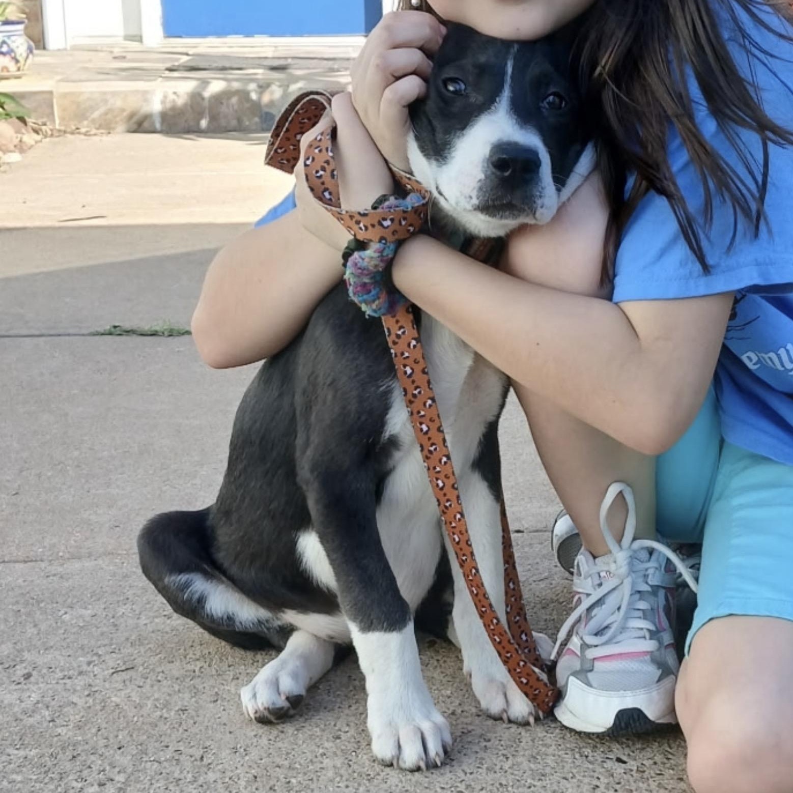 Enlarge Sadie, an adopted mixed breed in Tomball, TX image 2/5