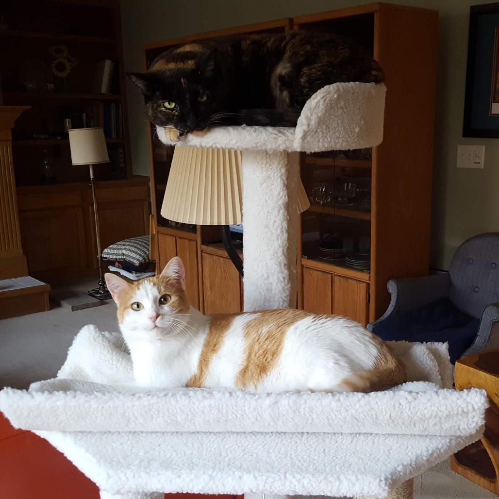 Sweetie, Adoptable, Adult Female Domestic Short Hair.