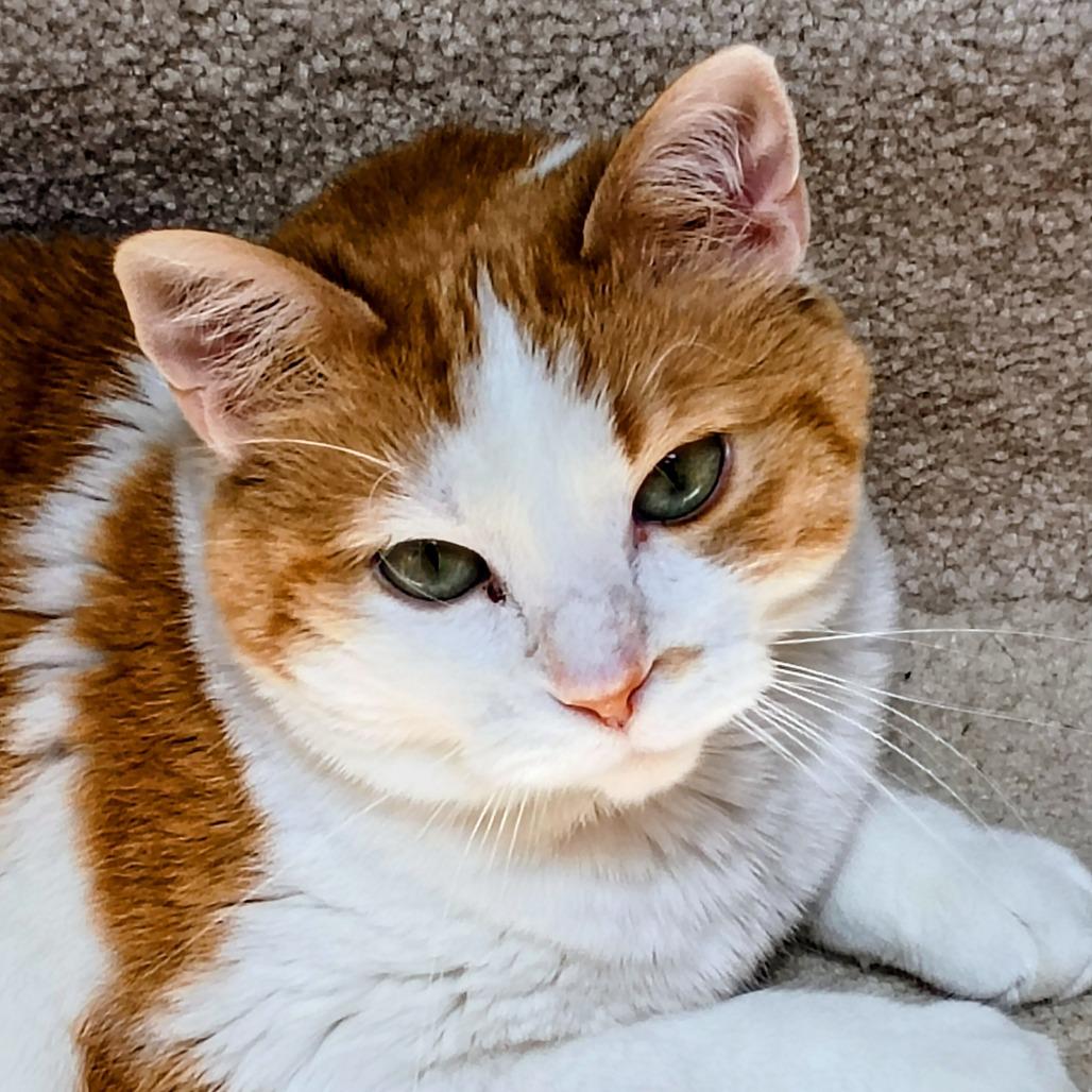 Enlarge Sweetie, a Adoptable Domestic Short Hair in West Des Moines, IA image 2/3