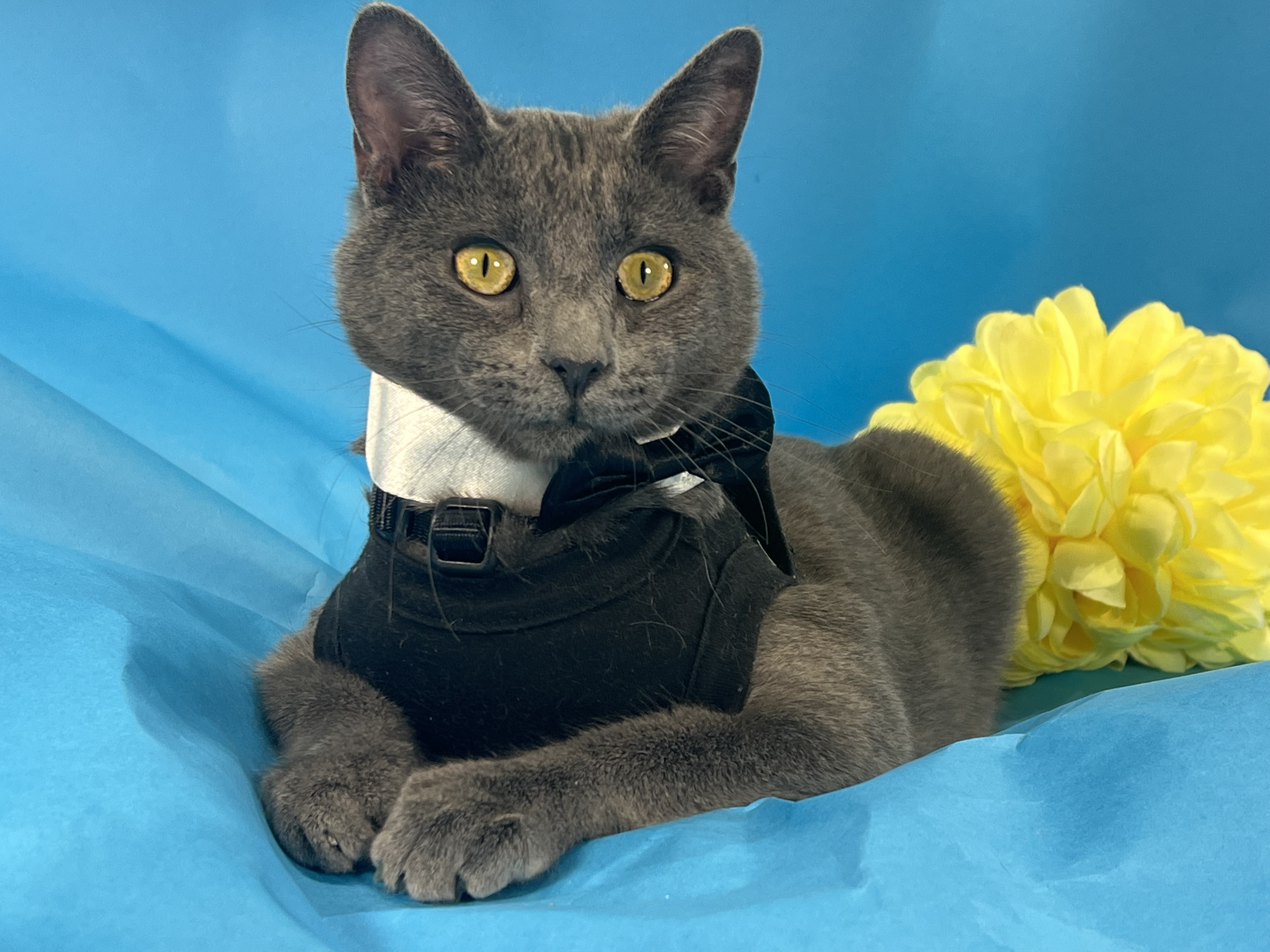 Cat for adoption Sebastian, a Russian Blue & American Shorthair Mix in Bellevue, WA Petfinder