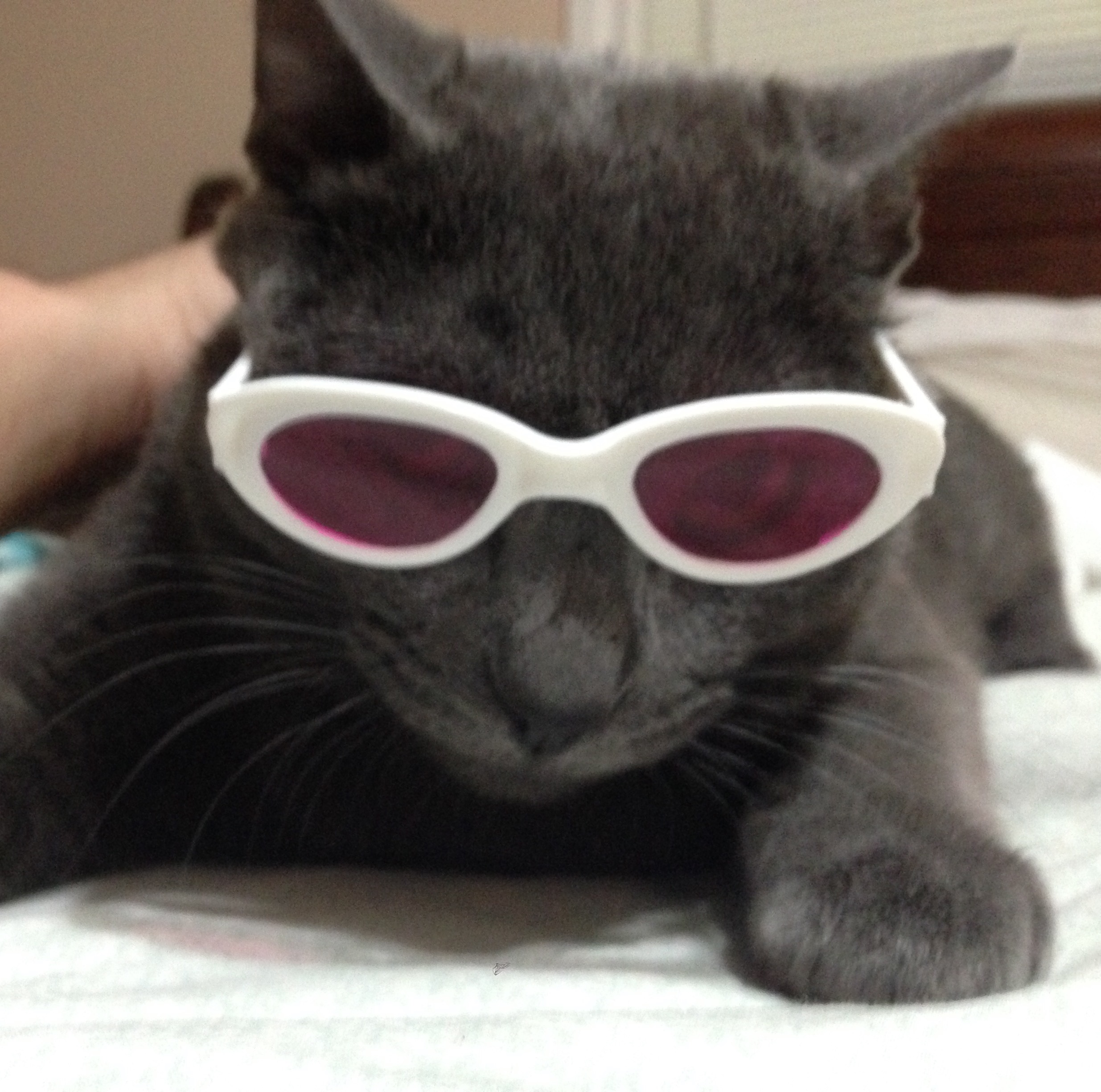 Cat for adoption Sebastian, a Russian Blue & American Shorthair Mix in Bellevue, WA Petfinder