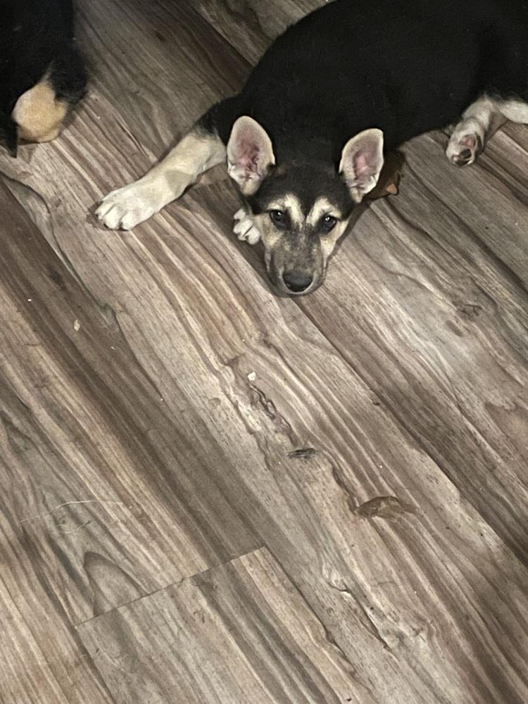 Joker, Adoptable, Puppy Male Shepherd.