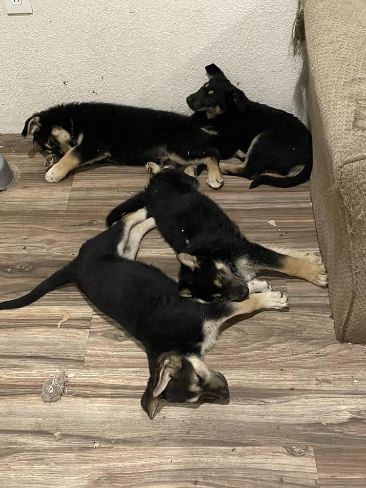 Joker, a Adoptable mixed breed in Redlands, CA image 2/4