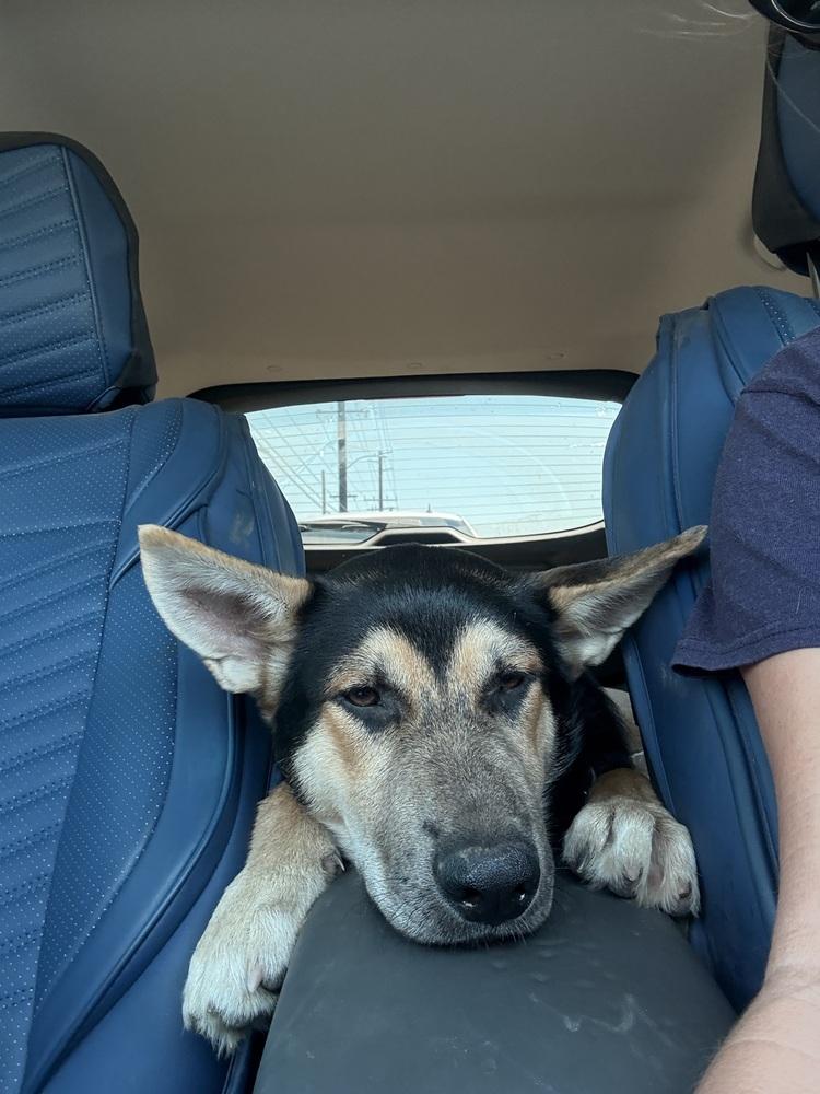 Joker, a Adoptable mixed breed in Redlands, CA image 3/4