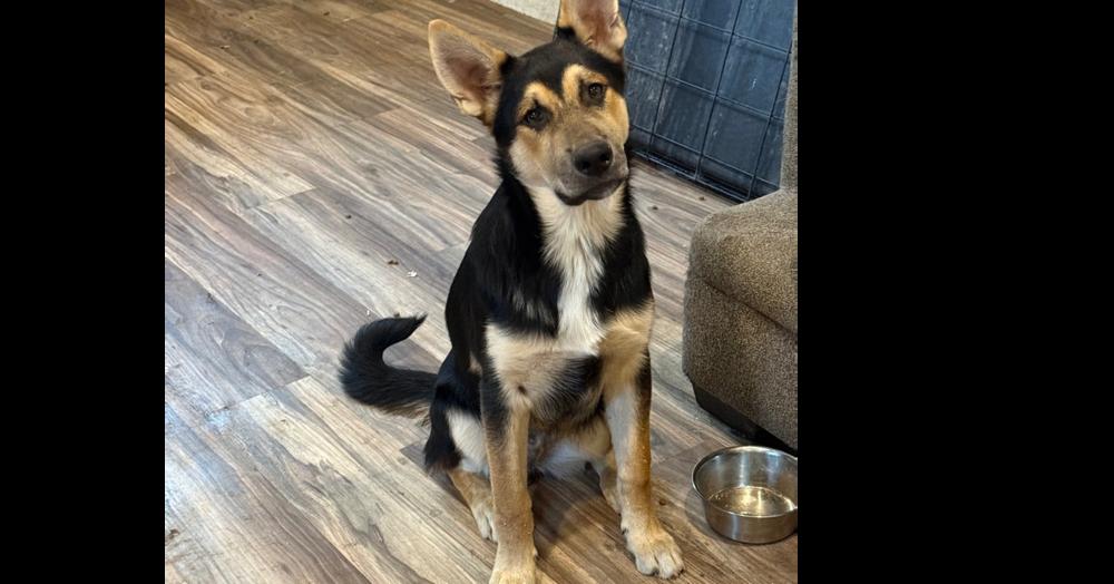 Joker, a Adoptable mixed breed in Redlands, CA image 4/4