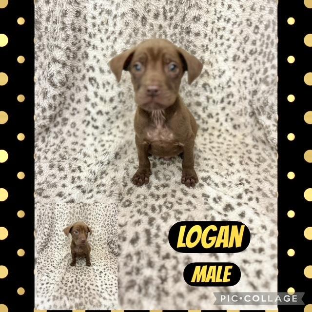 Logan