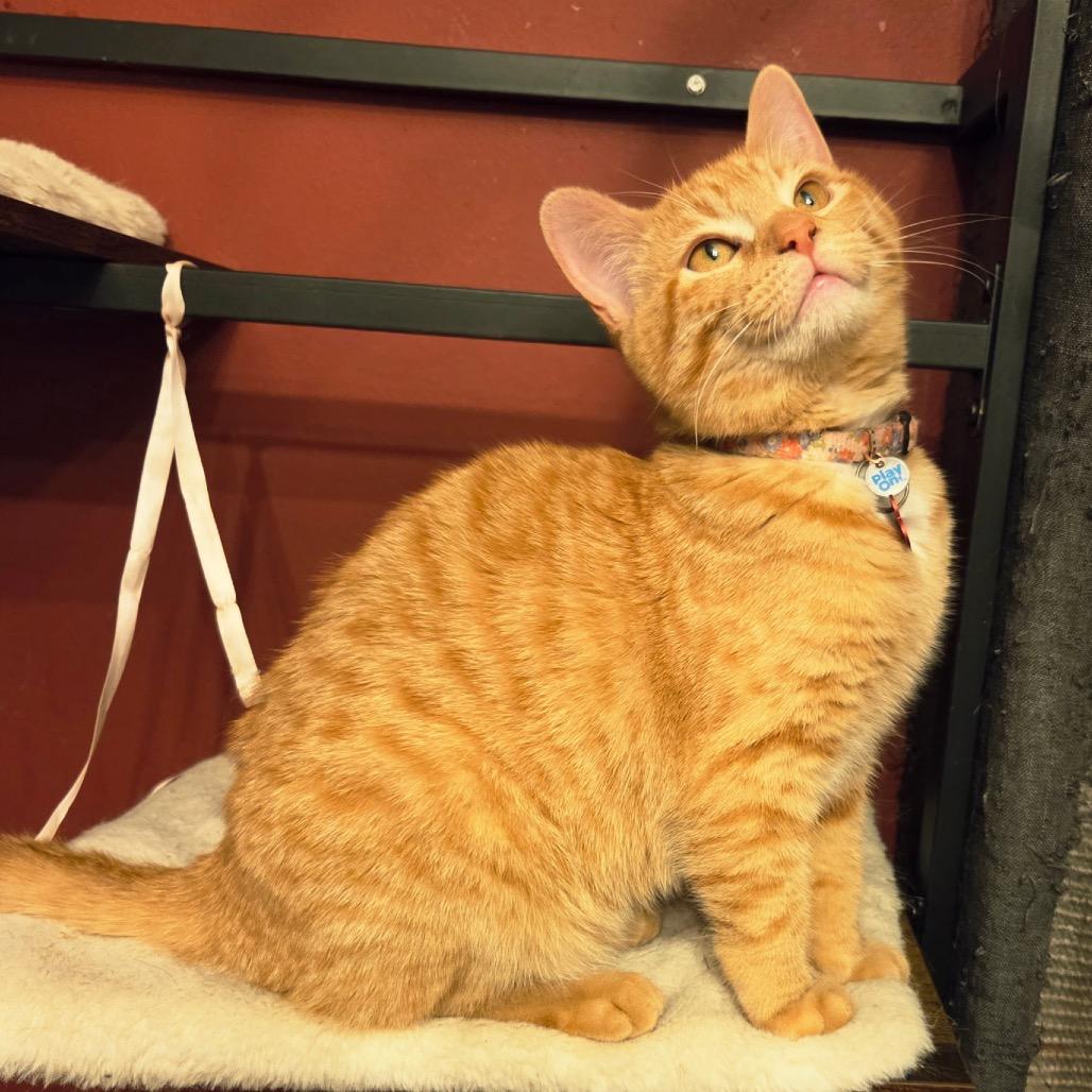 Rizzo — thumbnail 2