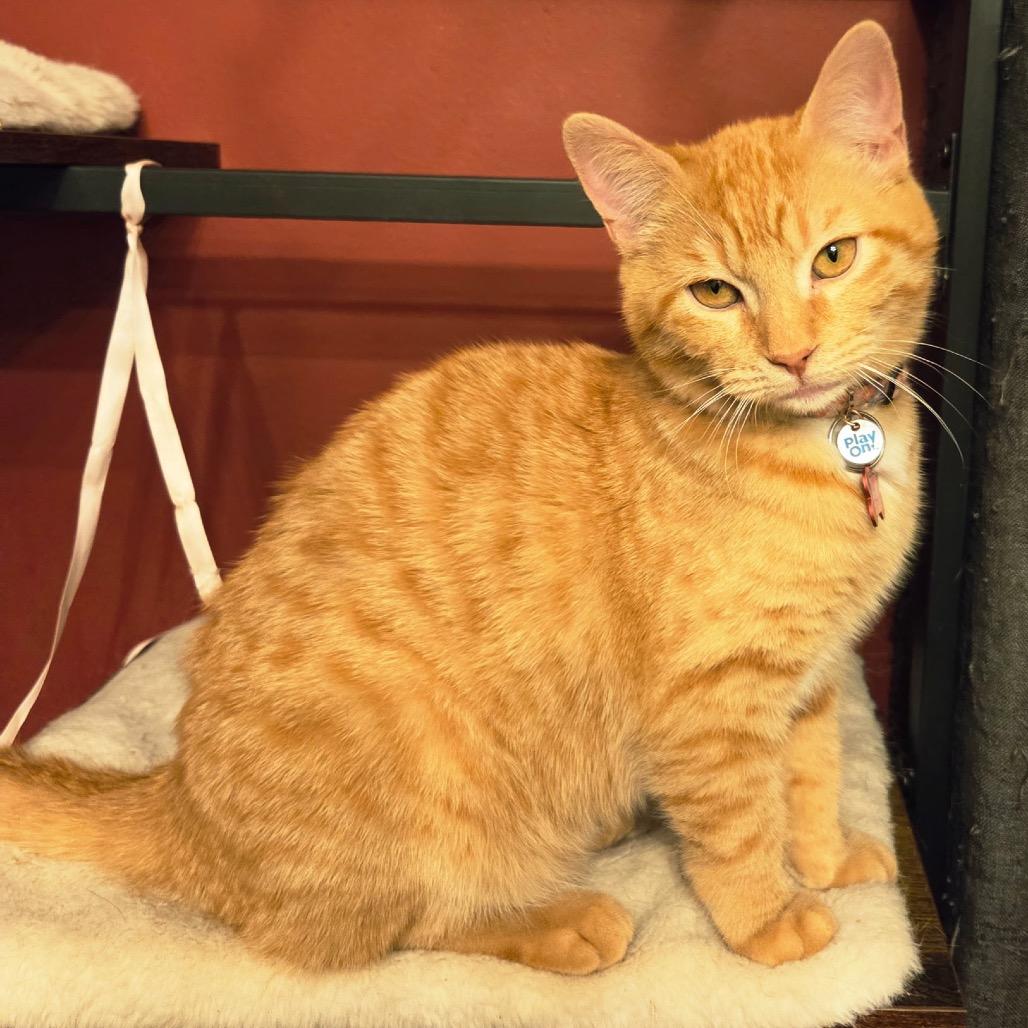 Rizzo — thumbnail 3