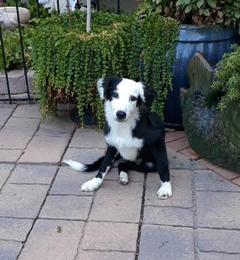 ESME, Adopted, Puppy Female Australian Shepherd.