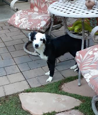 ESME, a Adopted Australian Shepherd in Albuquerque, NM image 3/6