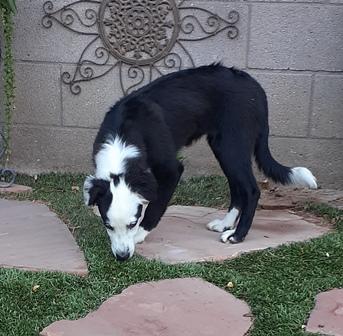 ESME, a Adopted Australian Shepherd in Albuquerque, NM image 6/6