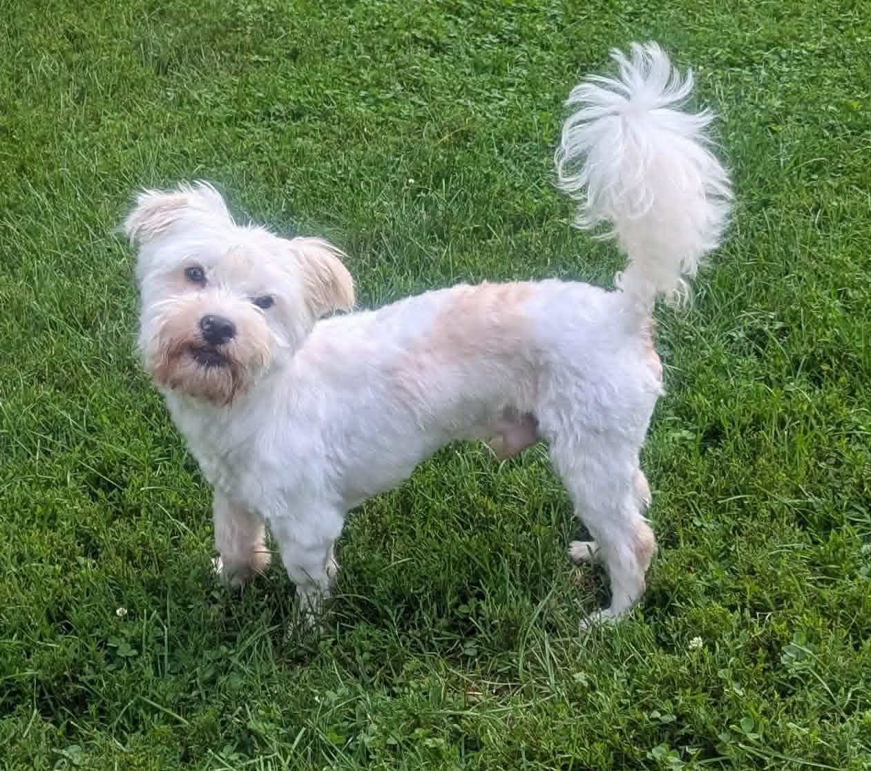Gussie-reduced fee, ADOPTABLE, Young Male Maltese & Poodle.