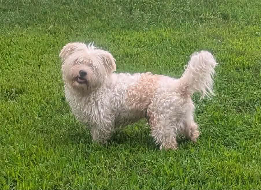 Enlarge Gussie-reduced fee, a ADOPTABLE mixed breed in Yorkville, IL image 2/5