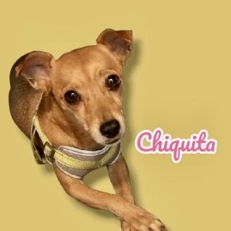 Chiquita, Adoptable, Adult Female Chihuahua & Italian Greyhound.