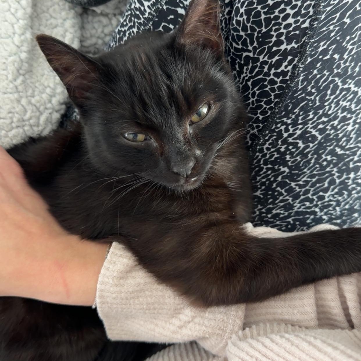Toby, a Adoptable Domestic Short Hair in Albany, NY image 5/5