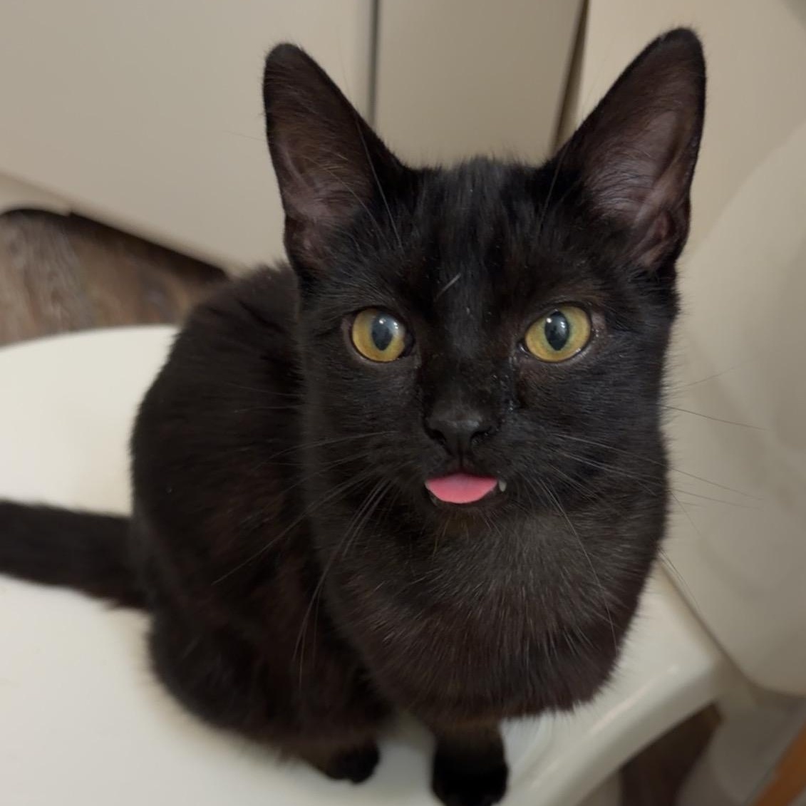 Toby, Adoptable, Young Male Domestic Short Hair.