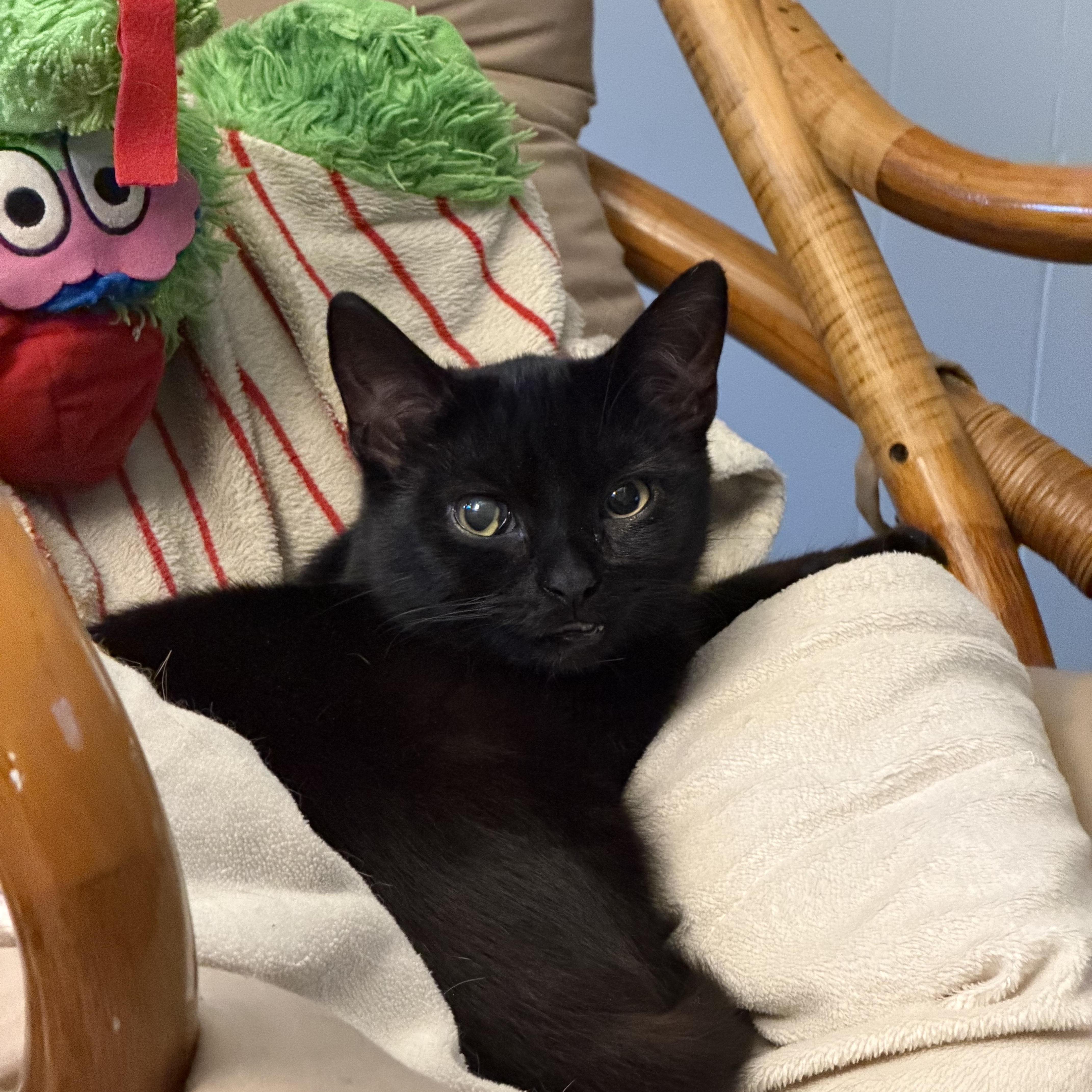 Toby, a Adoptable Domestic Short Hair in Albany, NY image 4/5