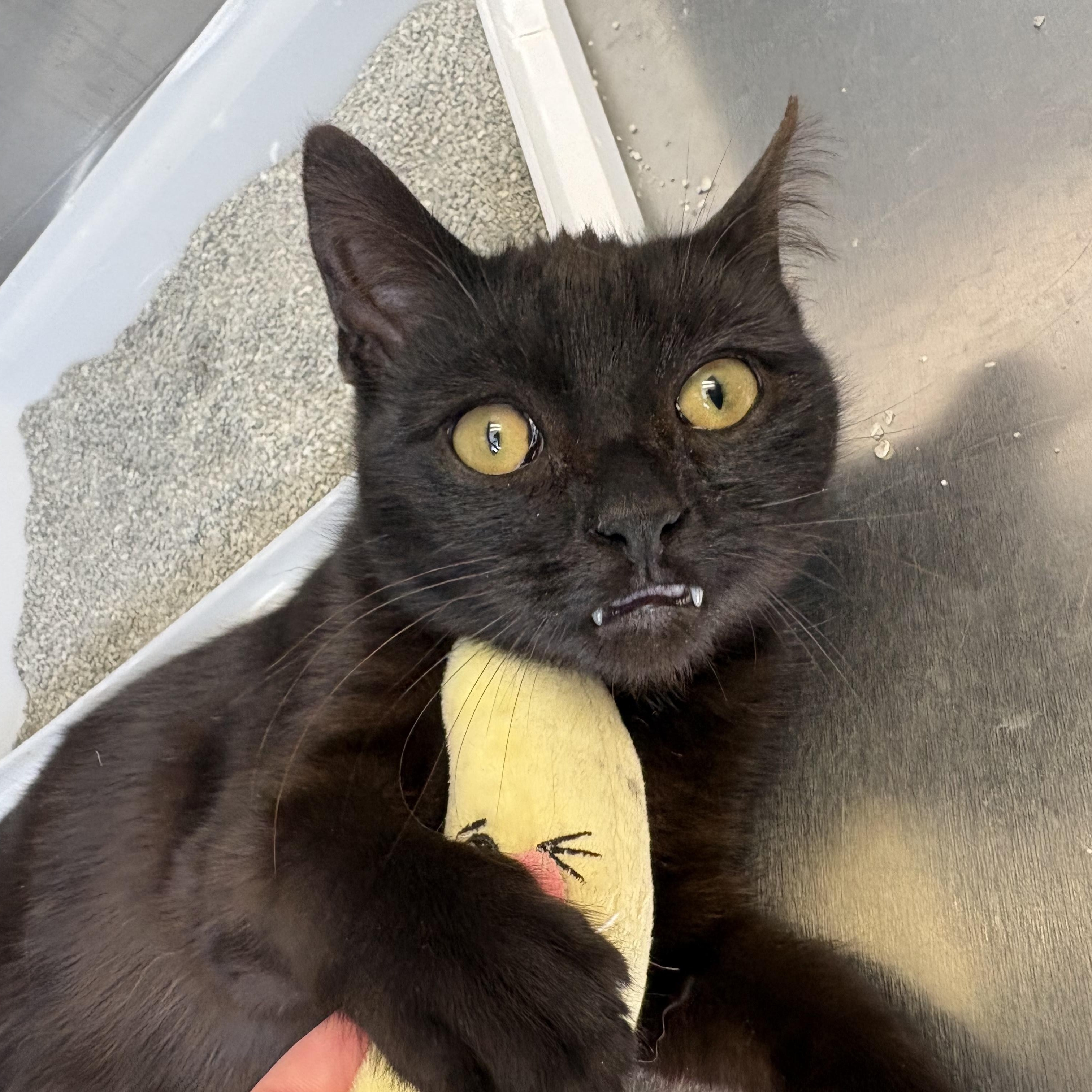 Toby, a Adoptable Domestic Short Hair in Albany, NY image 3/5