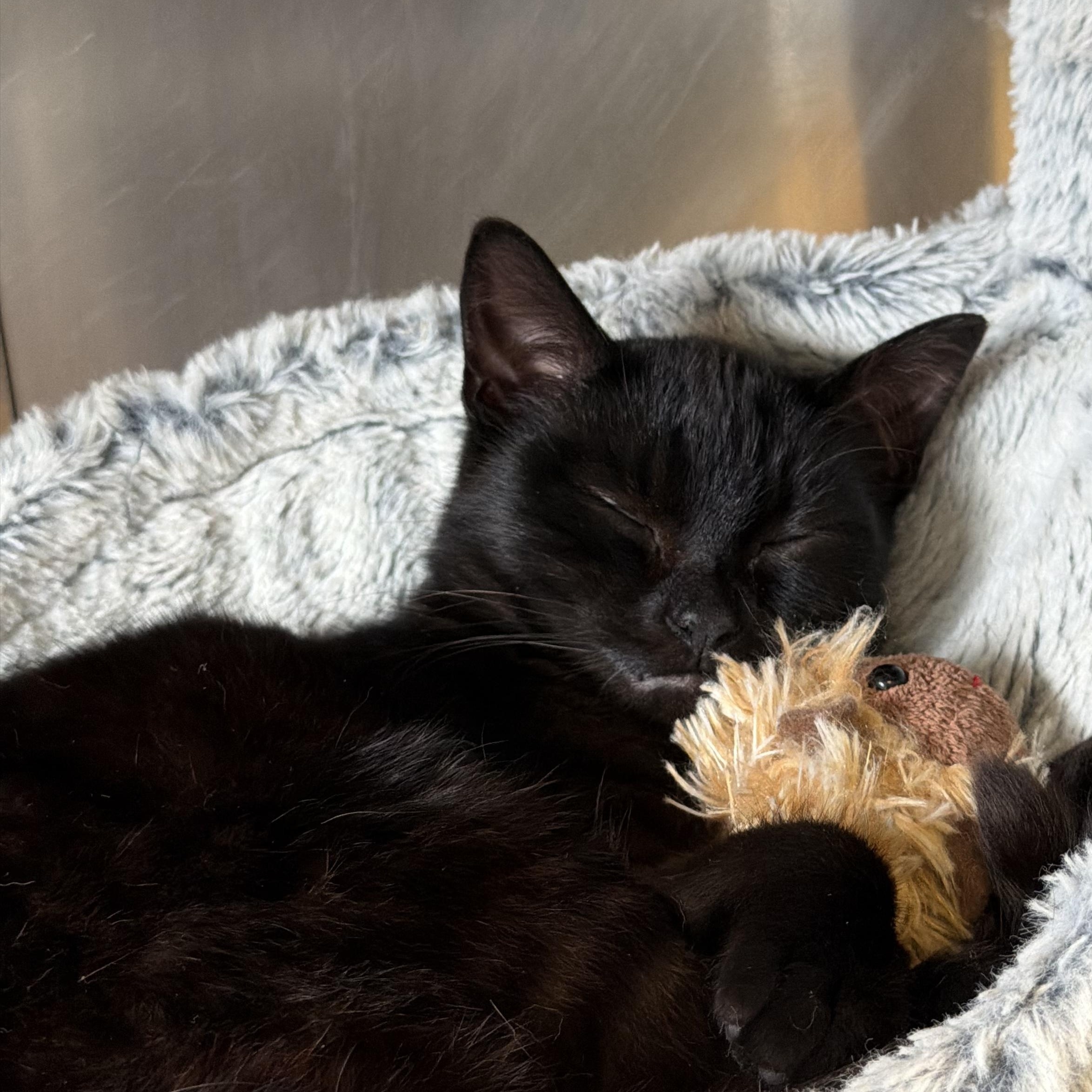 Toby, a Adoptable Domestic Short Hair in Albany, NY image 2/5