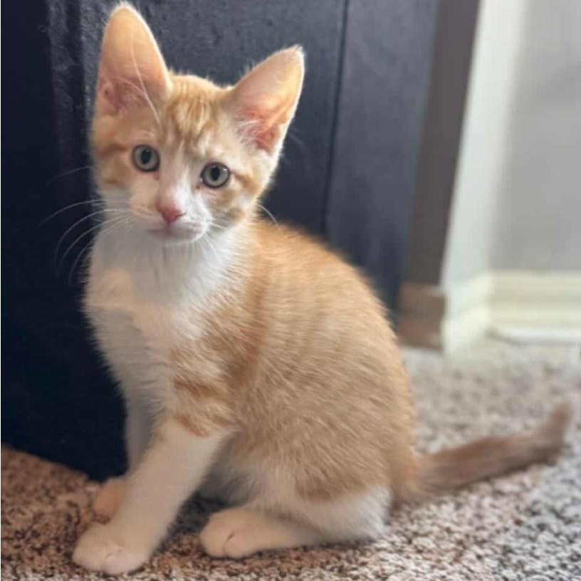 Colby Jack, an adoptable Domestic Short Hair in Warr Acres, OK_image-1