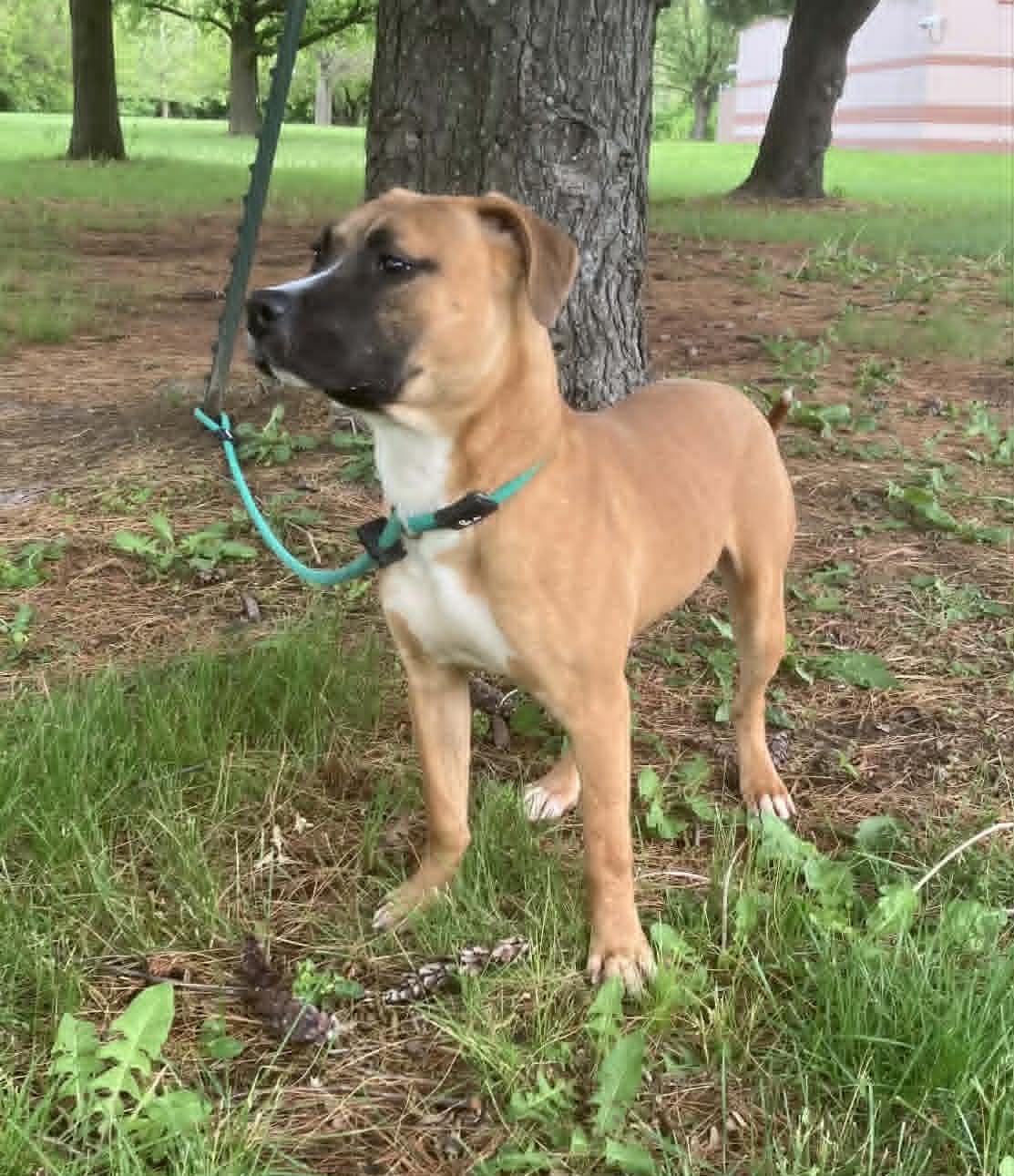 Enlarge Mars, a ADOPTABLE mixed breed in Springfield, IL image 2/3